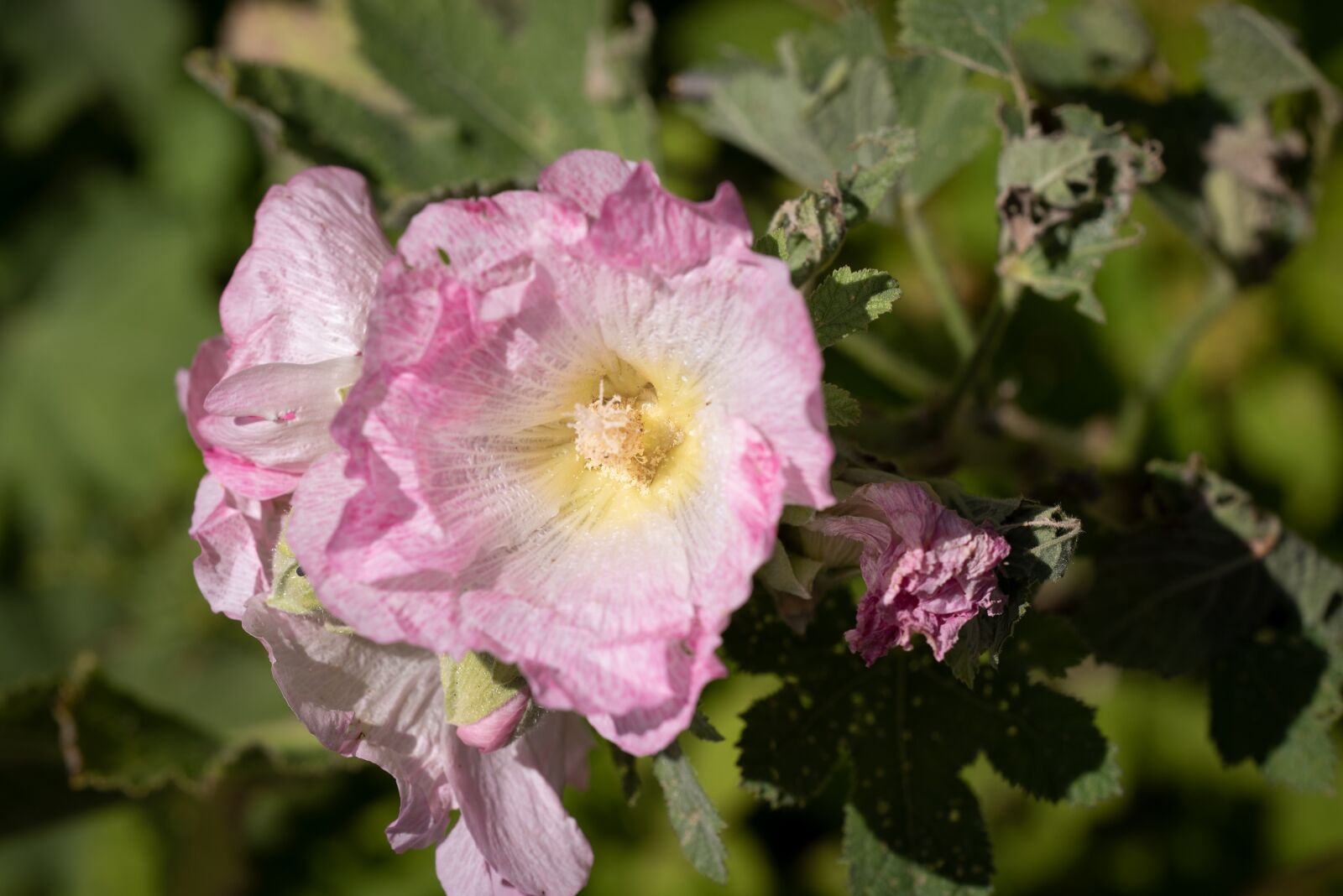 Nikon D750 sample photo. Stock rose, blossom, bloom photography