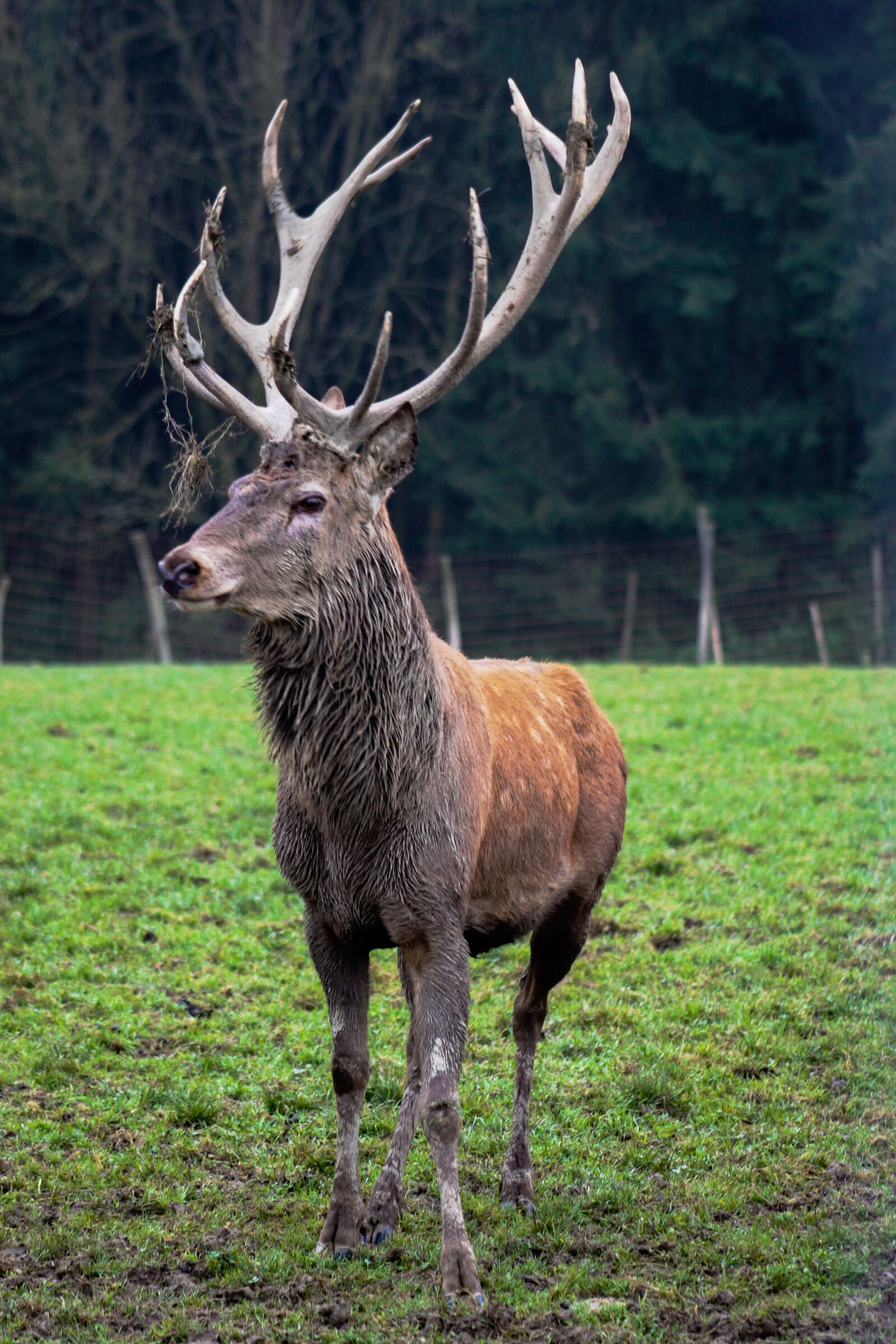 Canon EOS 500D (EOS Rebel T1i / EOS Kiss X3) sample photo. Hirsch, wild, animal photography