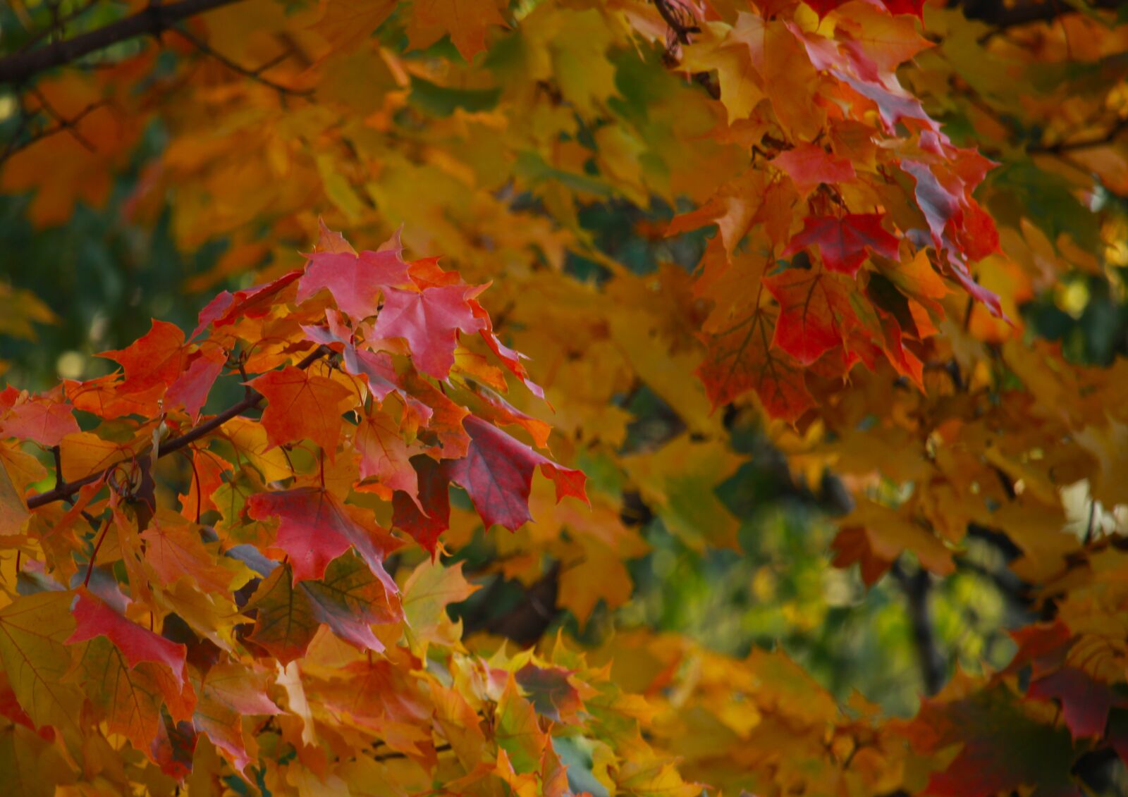 Canon EOS 1200D (EOS Rebel T5 / EOS Kiss X70 / EOS Hi) sample photo. Autumn, nature, landscape photography