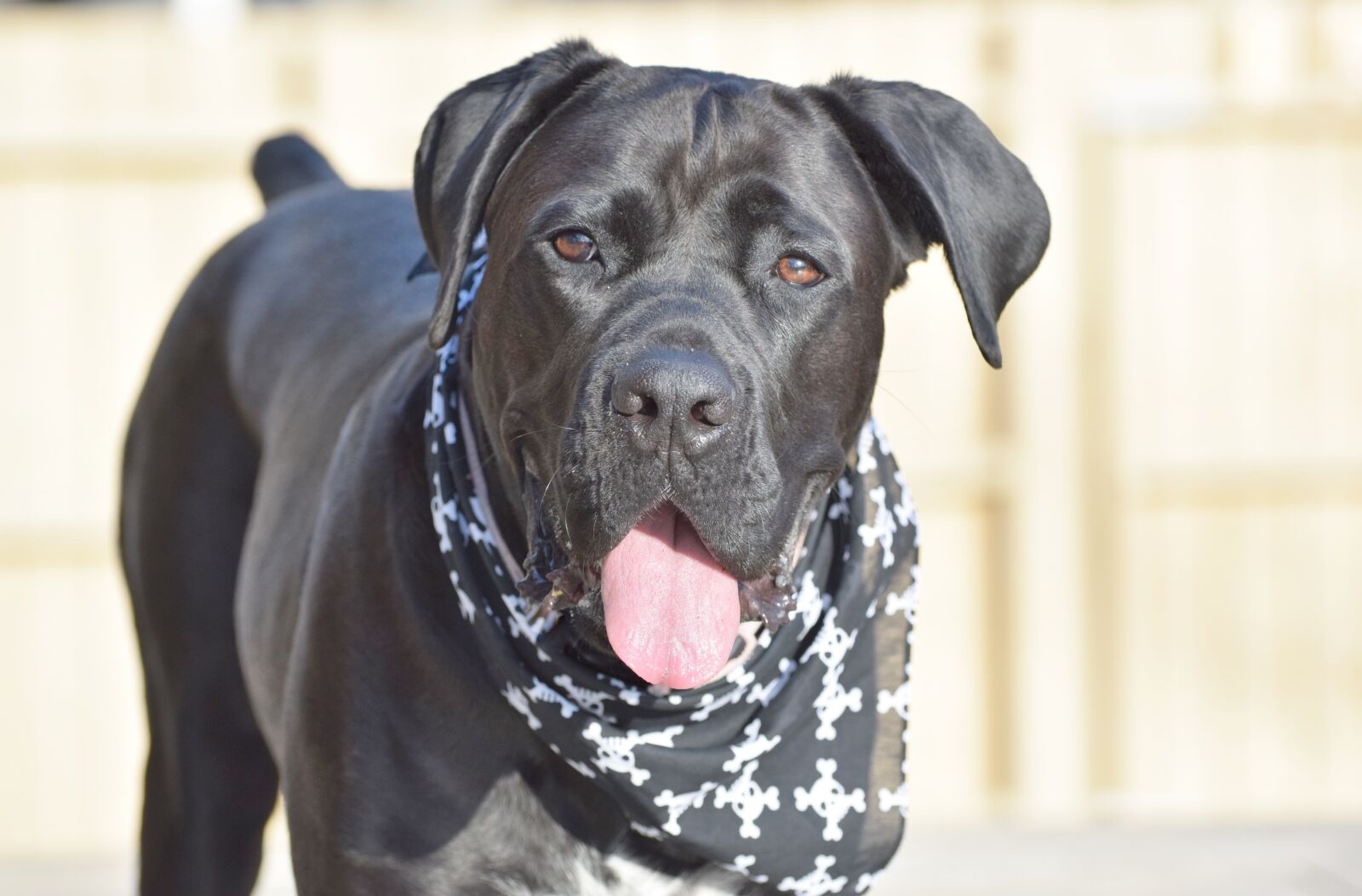Nikon D3300 sample photo. Dog, puppy, pet photography