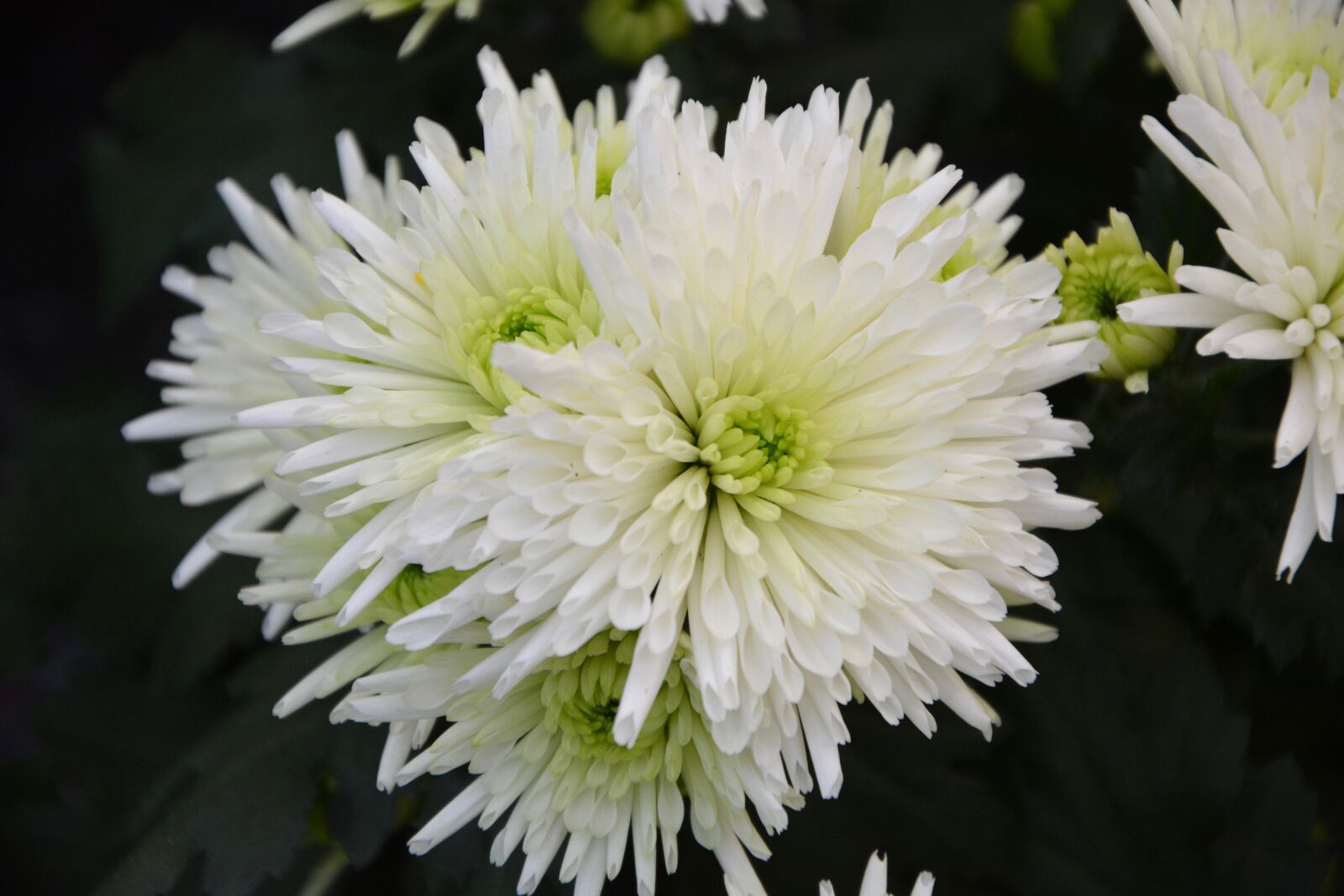 Nikon D5200 sample photo. White flowers, bouquet, flowers photography