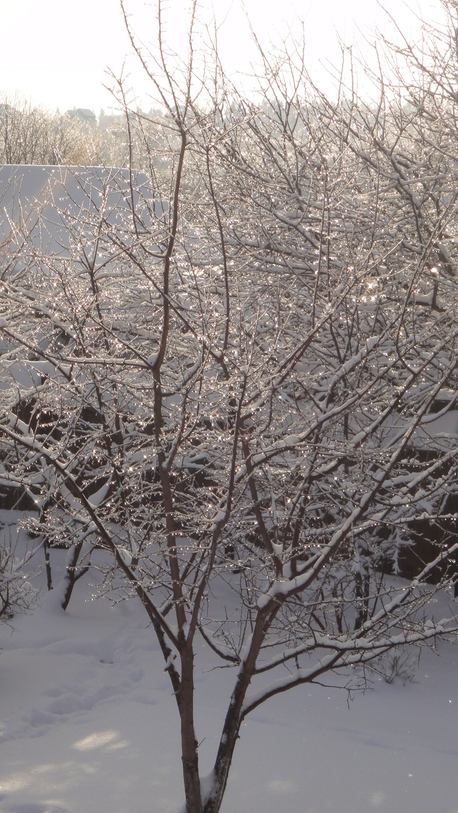Sony DSC-TX7 sample photo. Winter, tree, snow photography