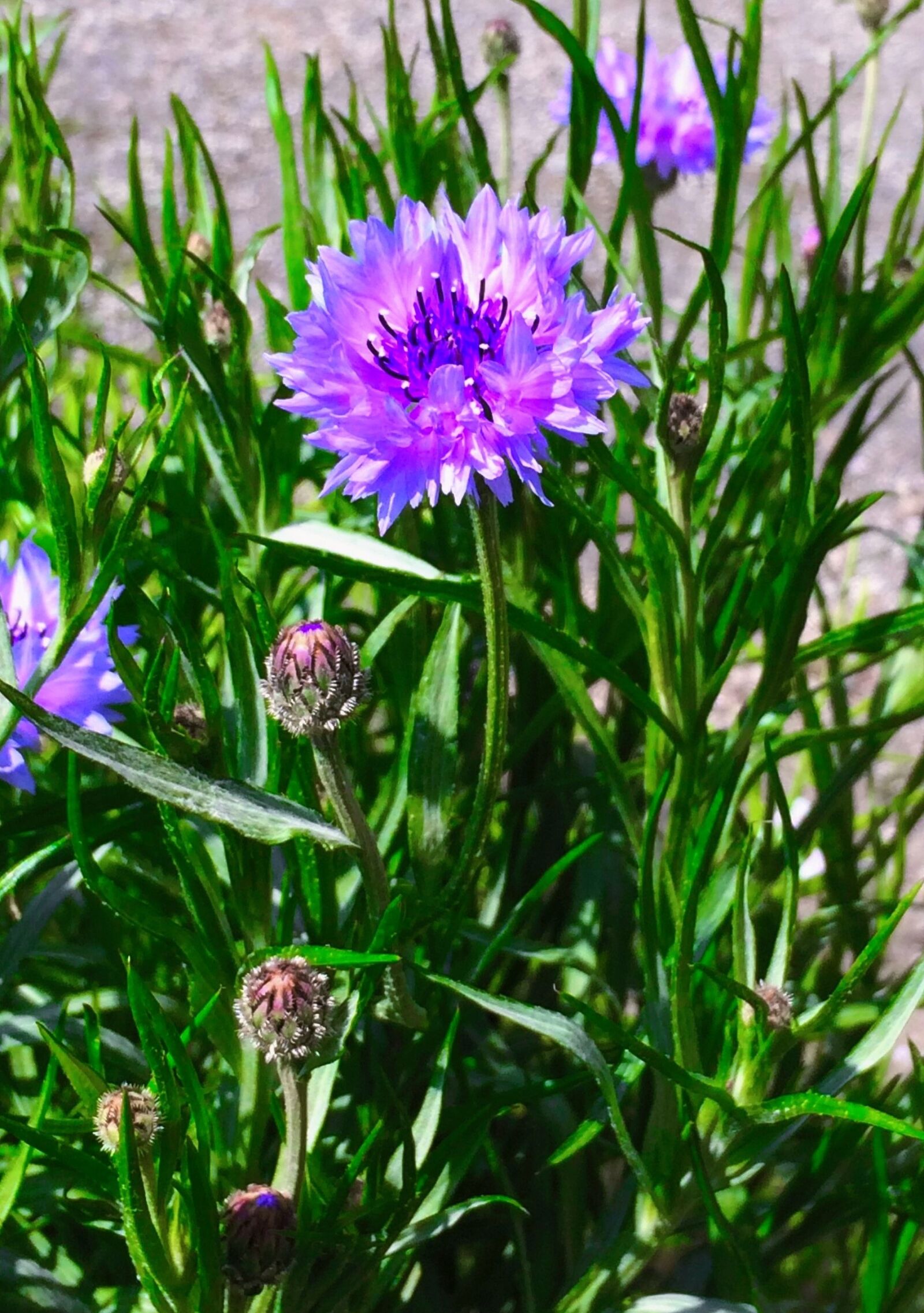 Apple iPhone 5s sample photo. Cornflower, purple, flowers photography