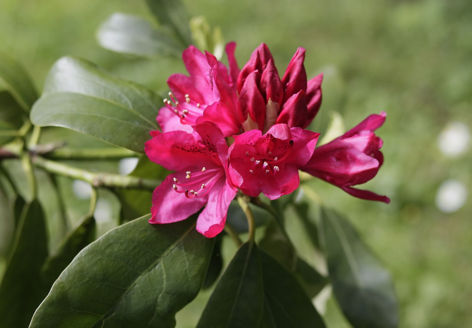 Canon EOS 750D (EOS Rebel T6i / EOS Kiss X8i) sample photo. Flower, garden, nature photography