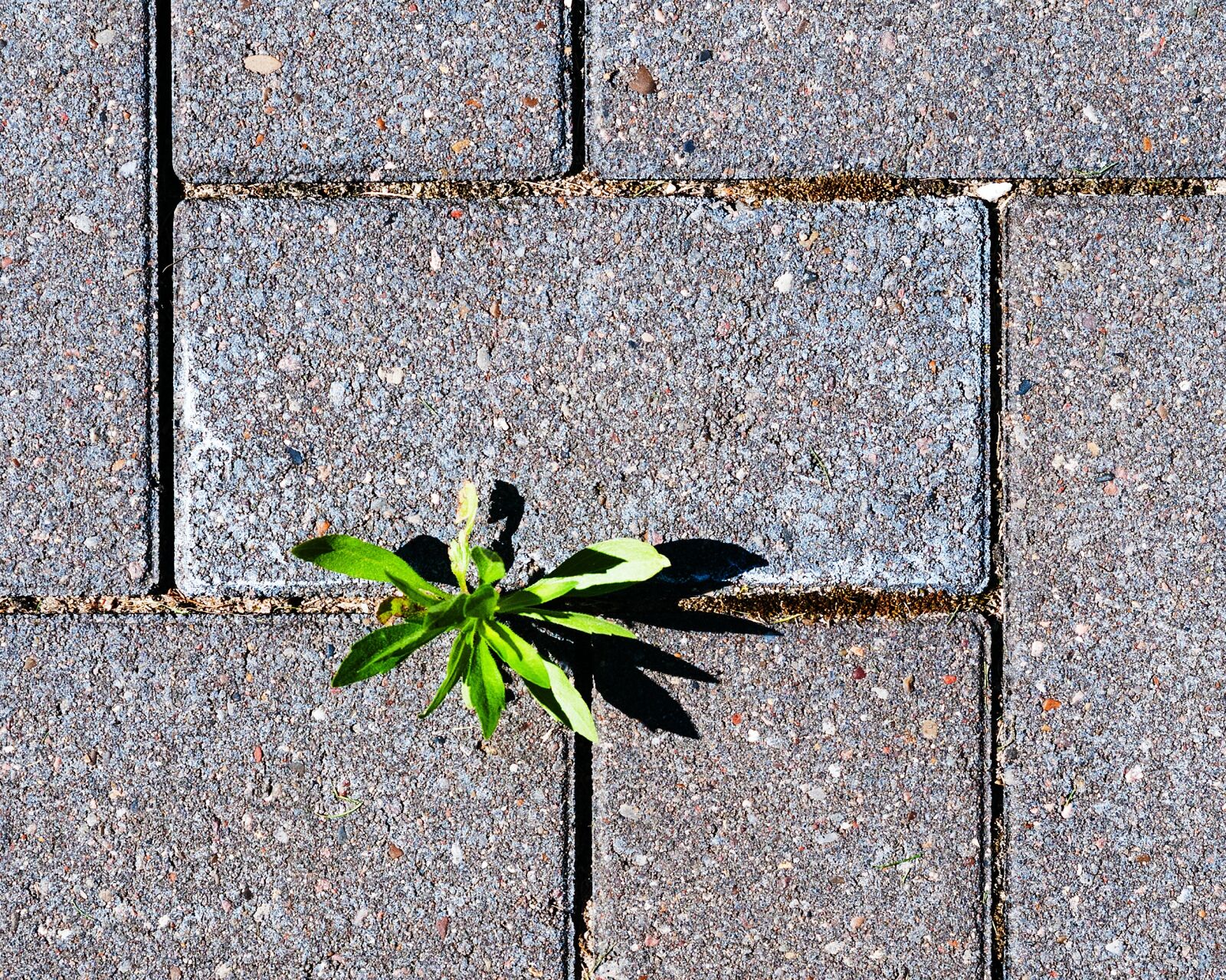 Nikon D300S sample photo. Weed, garden, nature photography