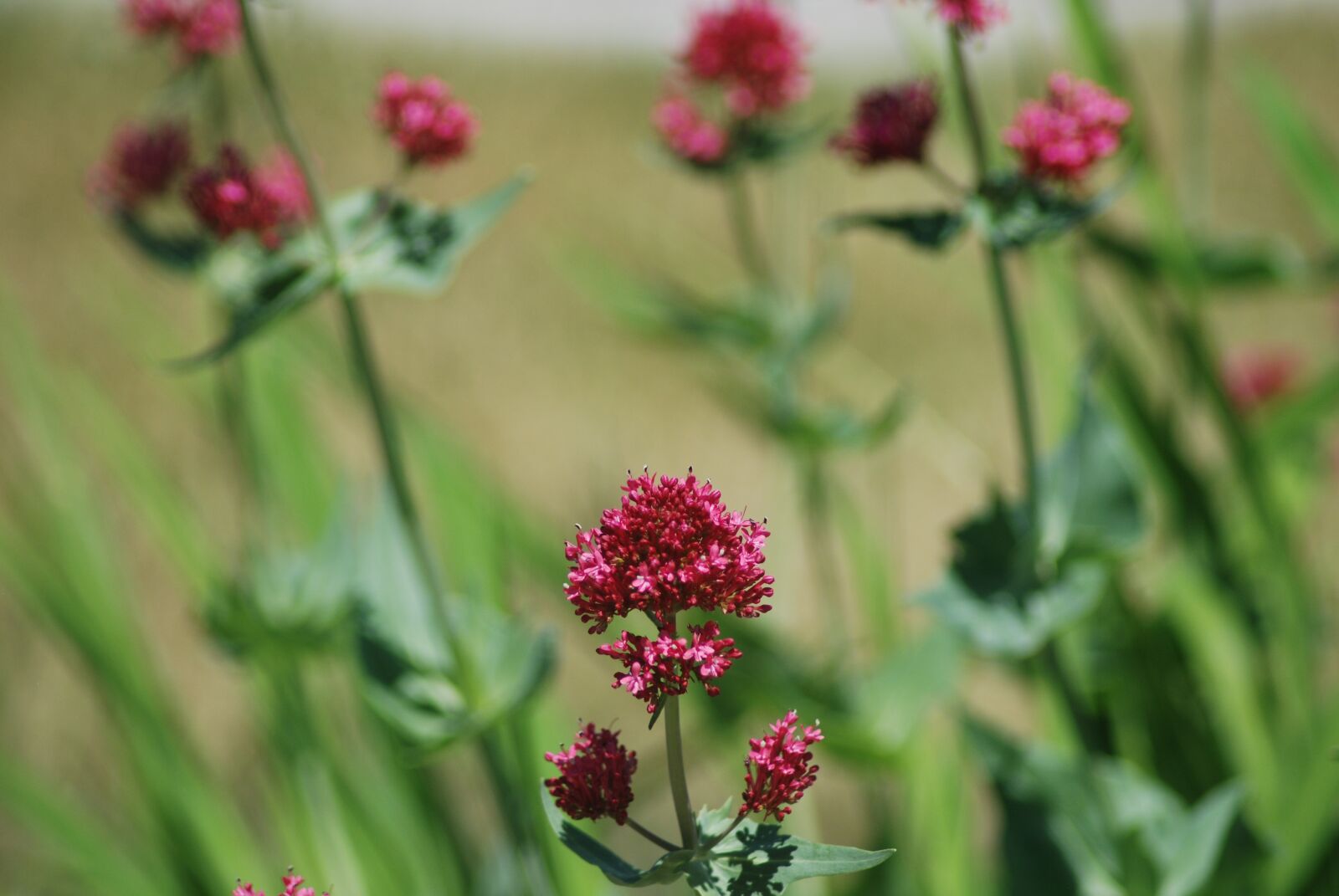 Nikon D80 sample photo. Purple, green flower, blossom photography