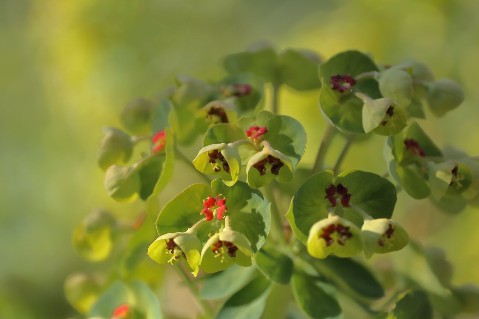 Canon EF-S 18-200mm F3.5-5.6 IS sample photo. Spurge, plant, blossom photography