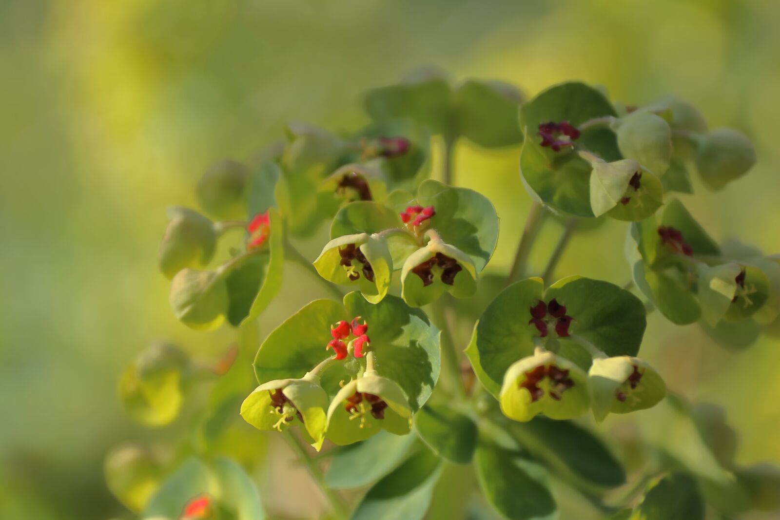 Canon EOS 80D + Canon EF-S 18-200mm F3.5-5.6 IS sample photo. Spurge, plant, blossom photography