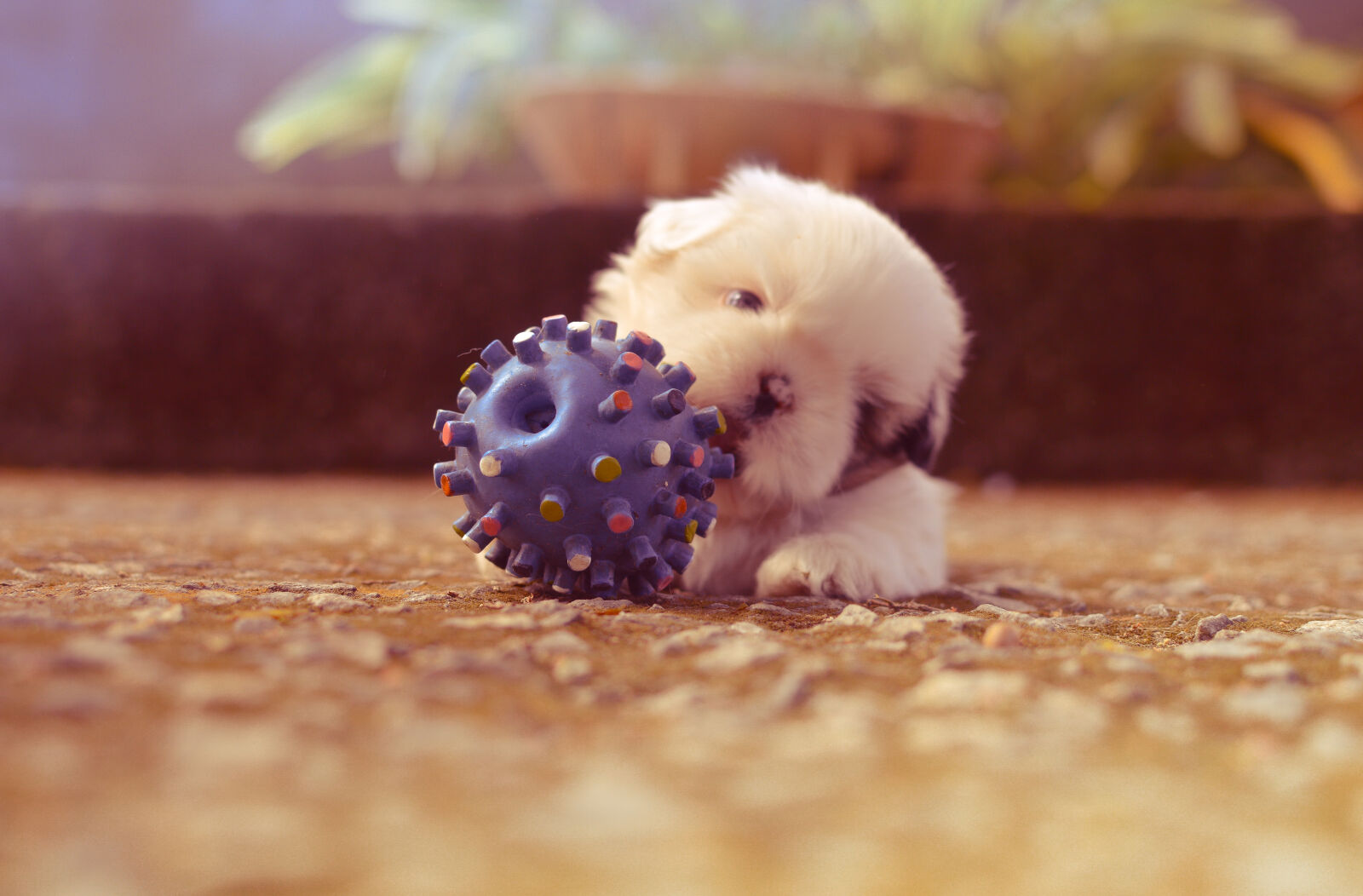 Nikon D3200 + Nikon AF-S DX Nikkor 35mm F1.8G sample photo. Ball, blur, colors, little photography
