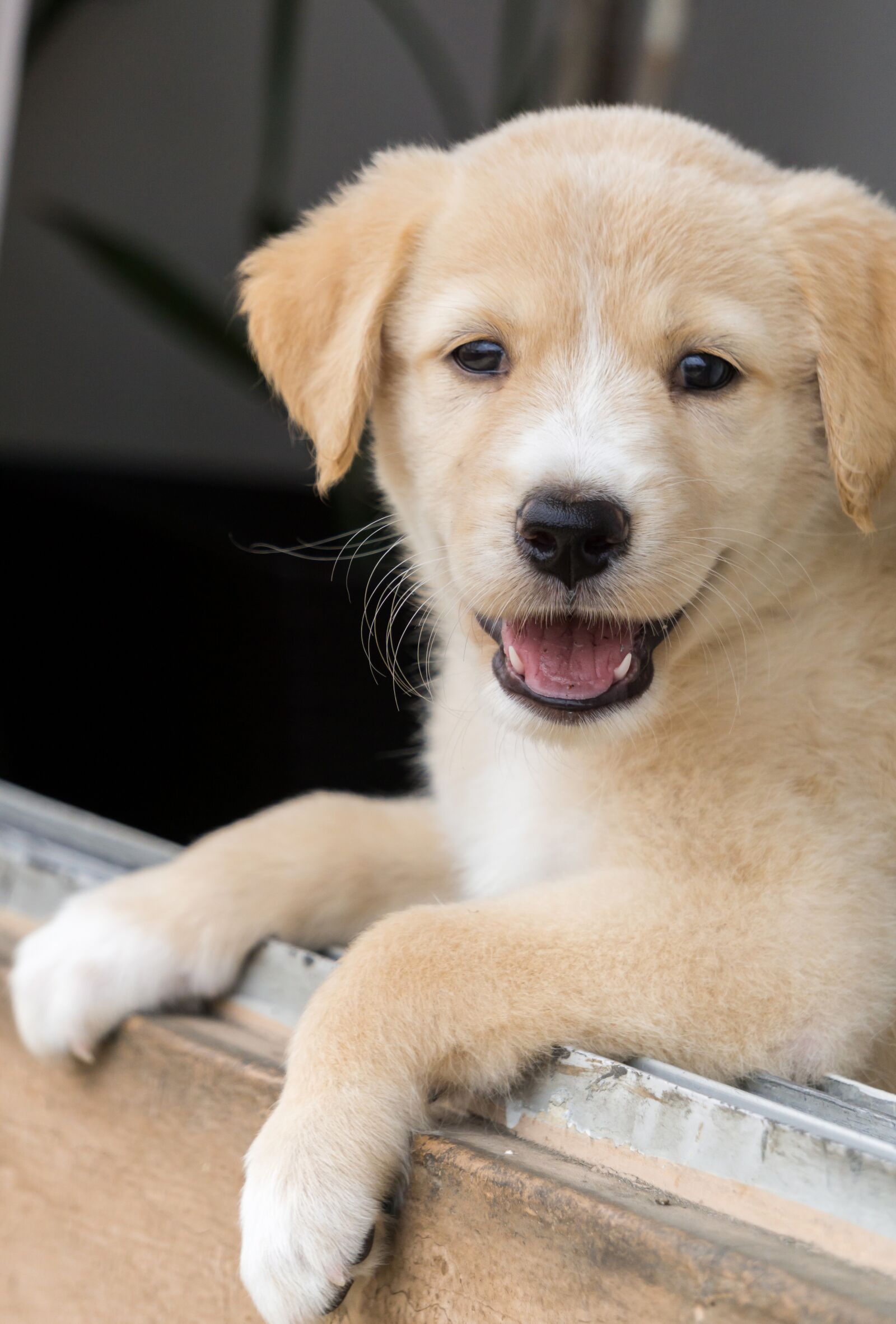 Sony a6000 sample photo. Animal, puppy, dog photography