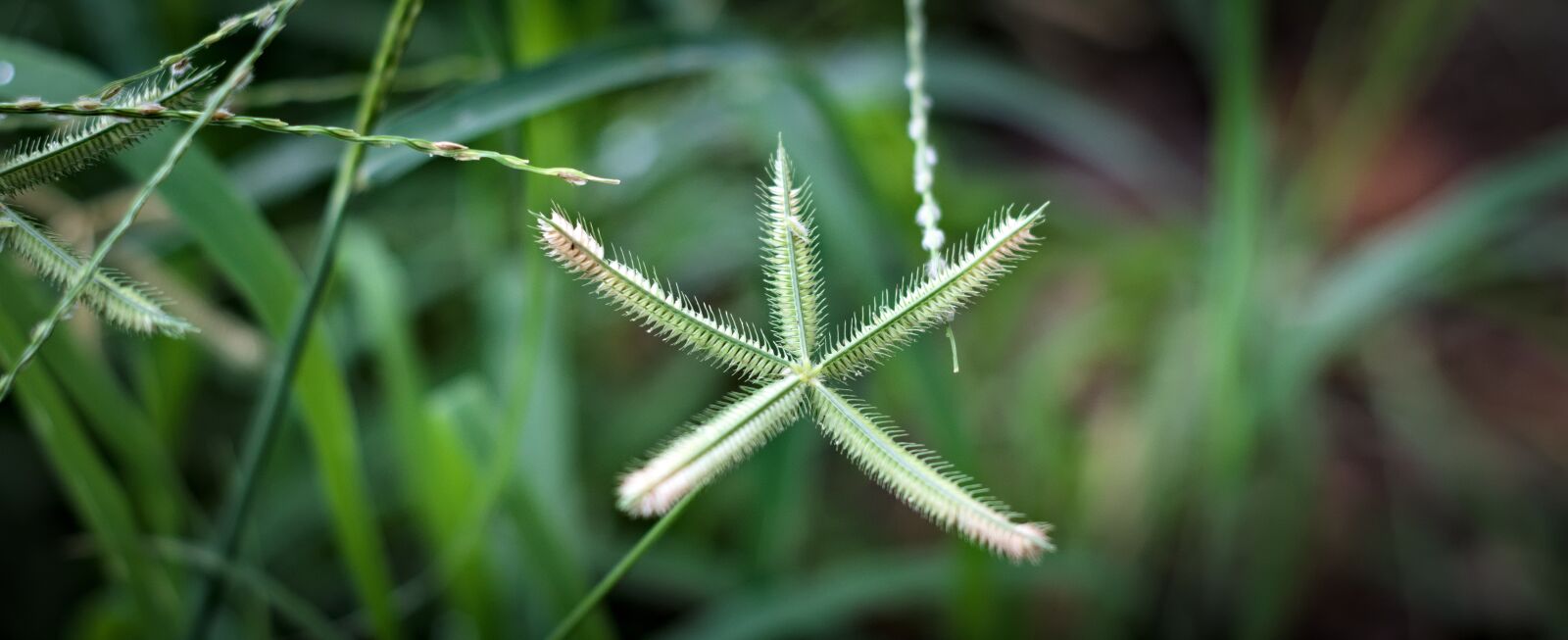 Nikon D7200 sample photo. Grass, wild flower, seeds photography