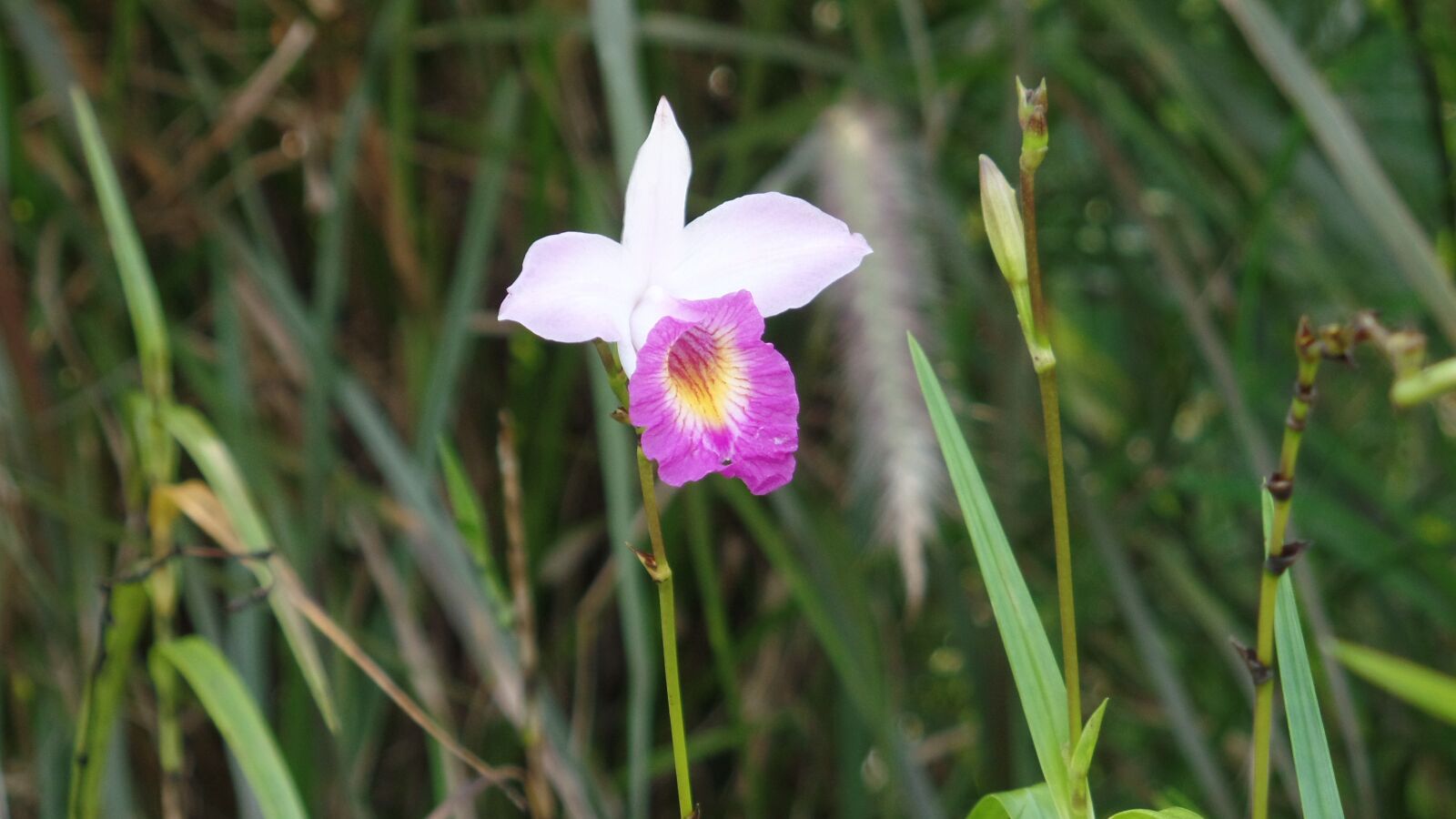 Samsung WB350F/WB351F/WB352F sample photo. Wild flower, flower, pink photography