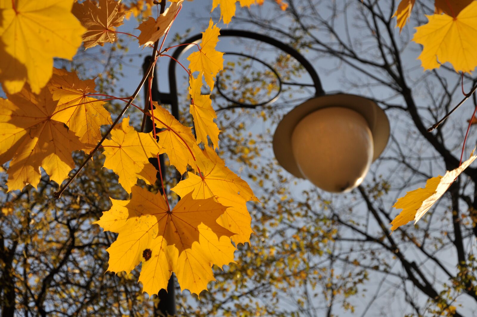 Nikon D90 sample photo. Autumn, yellow, leaves photography