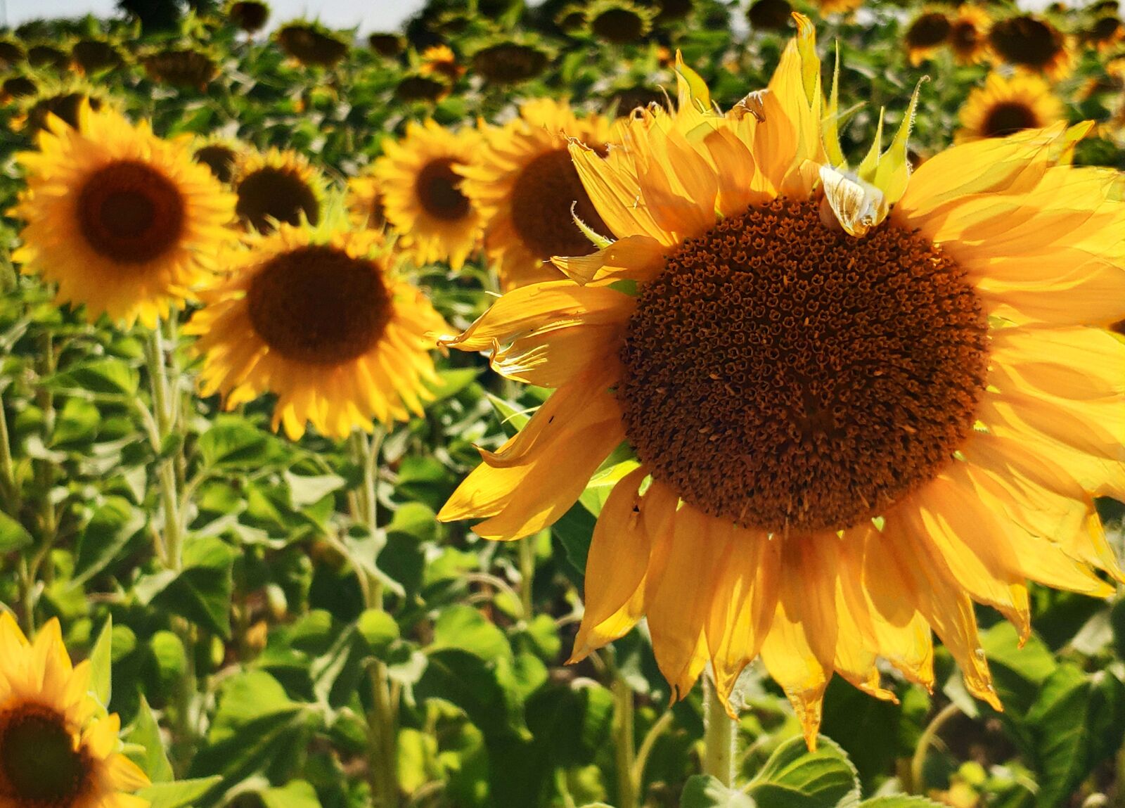 Xiaomi MI 8 sample photo. Sunflowers, cultivation, agriculture photography