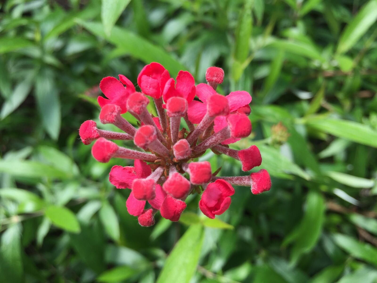 Apple iPhone 6 sample photo. Red flower, garden flower photography