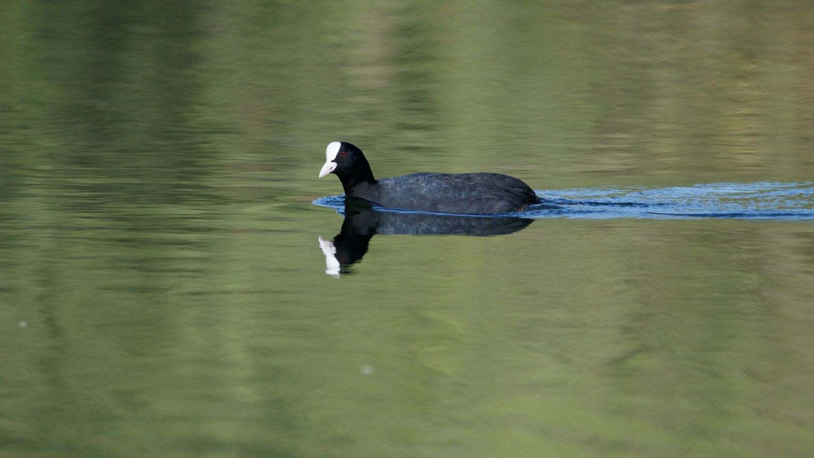 150-600mm F5-6.3 DG OS HSM | Contemporary 015 sample photo. Coot, lake, waters photography
