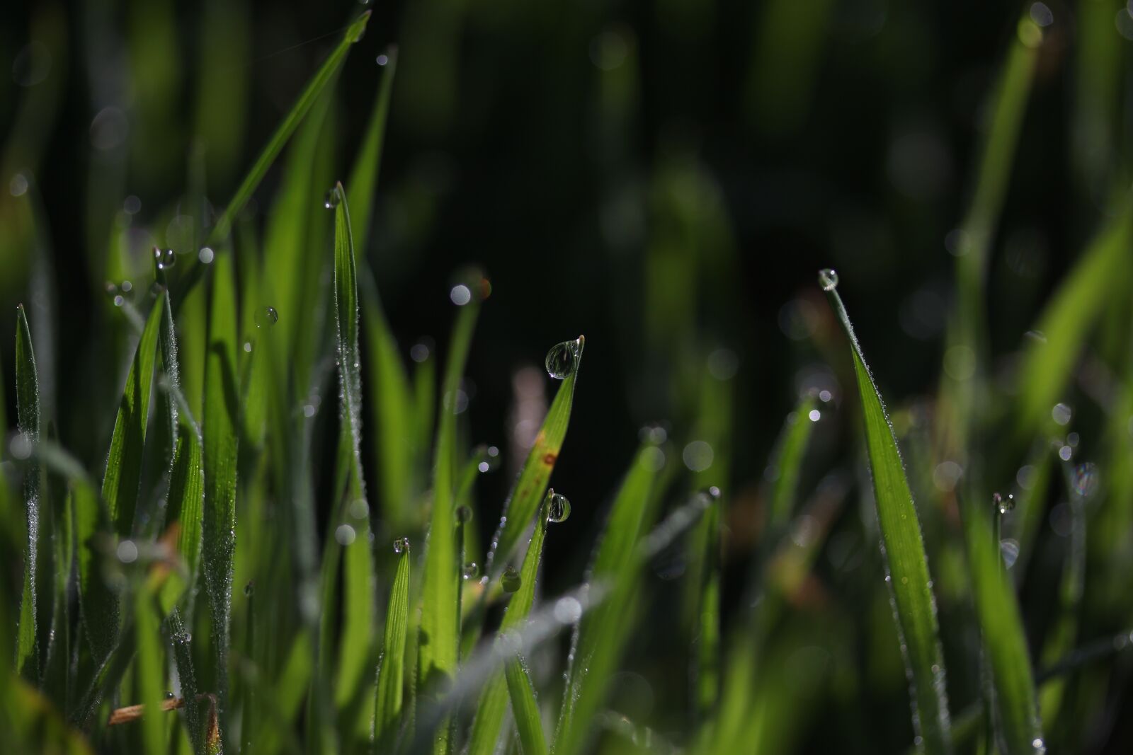 Canon EF-S 60mm F2.8 Macro USM sample photo. Grass, dew, green photography