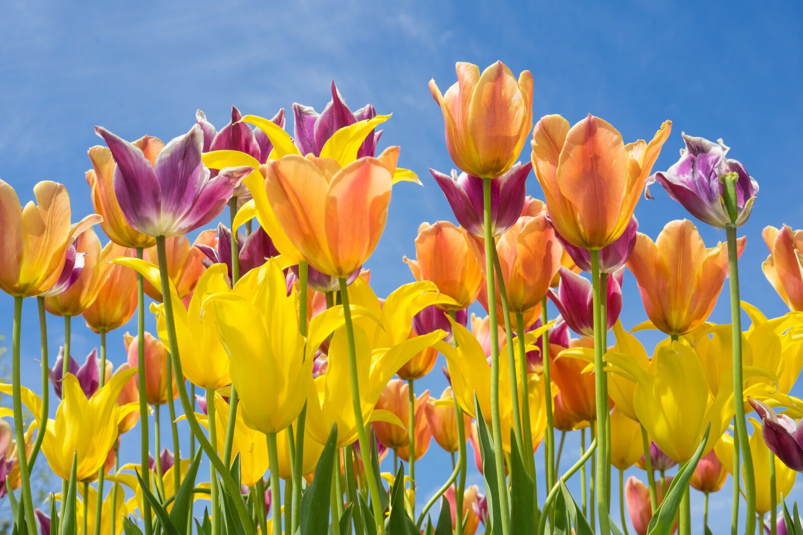 Sony FE 50mm F2.8 Macro sample photo. Tulips, spring, flowers photography