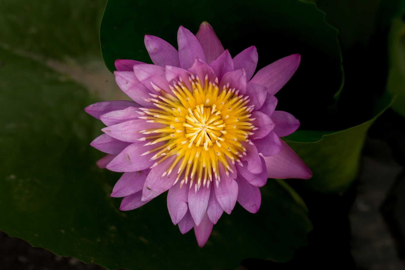 Canon EF 100mm F2.8L Macro IS USM sample photo. Water lily, nuphar lutea photography
