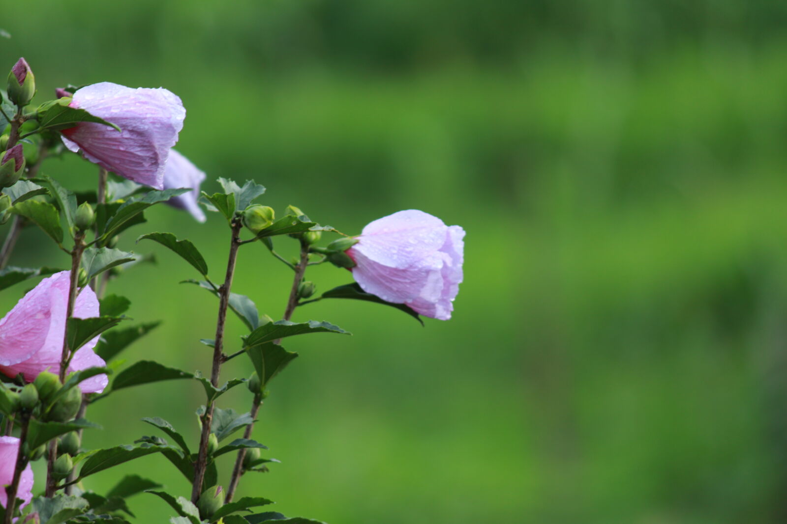 Canon EOS 700D (EOS Rebel T5i / EOS Kiss X7i) sample photo. Hd, wallpaper, violet photography