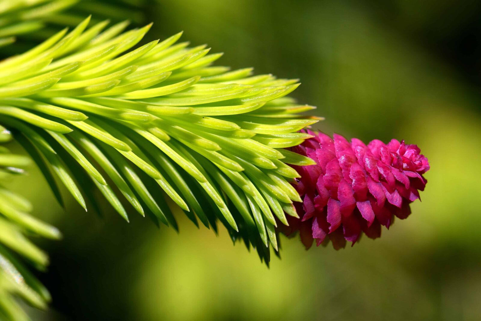 Nikon D3300 sample photo. Nature, tree, flora, plant photography