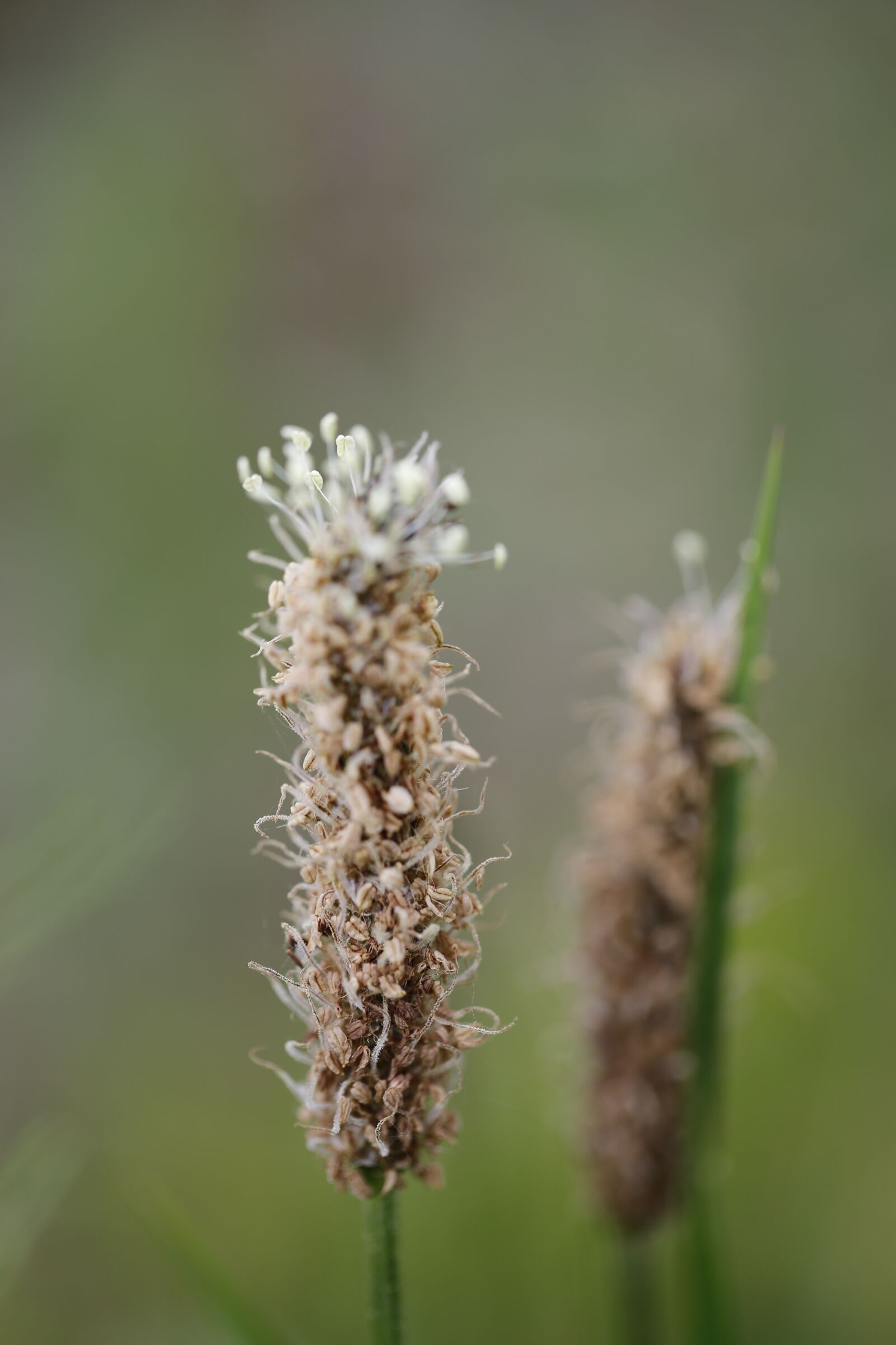 Canon EF 100mm F2.8L Macro IS USM sample photo. Grass, halm, meadow photography