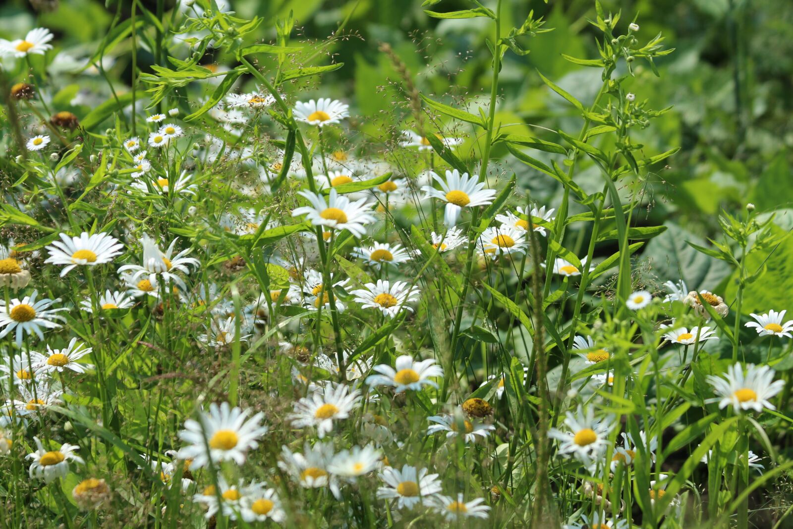 Canon EOS 650D (EOS Rebel T4i / EOS Kiss X6i) + Canon EF 70-300mm F4-5.6 IS USM sample photo. Chamomile, flowers, nature photography