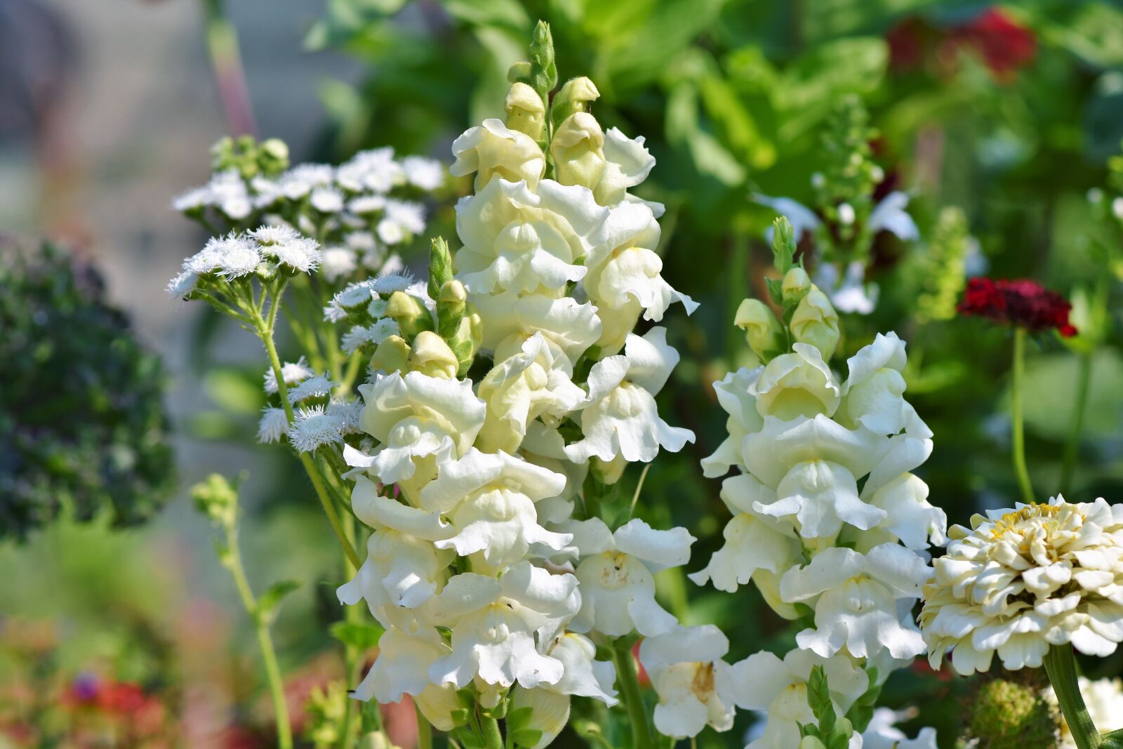 Nikon D7200 sample photo. Loewenmaeulchen, snapdragon, flower photography