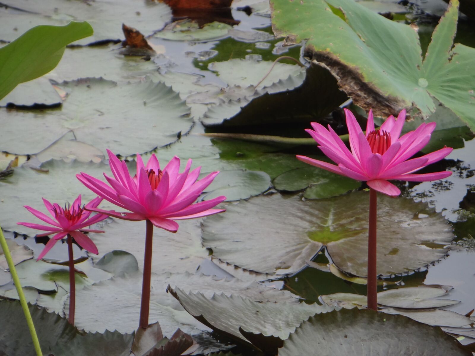 Sony Cyber-shot DSC-HX100V sample photo. Lotus, flower, pond photography