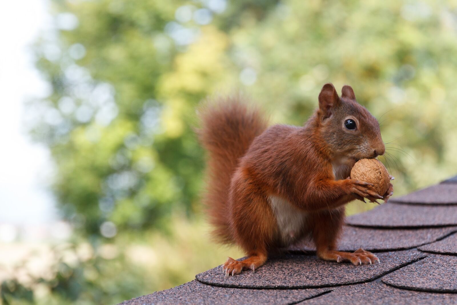 Canon EOS 7D sample photo. Squirrel, nut, nibble photography