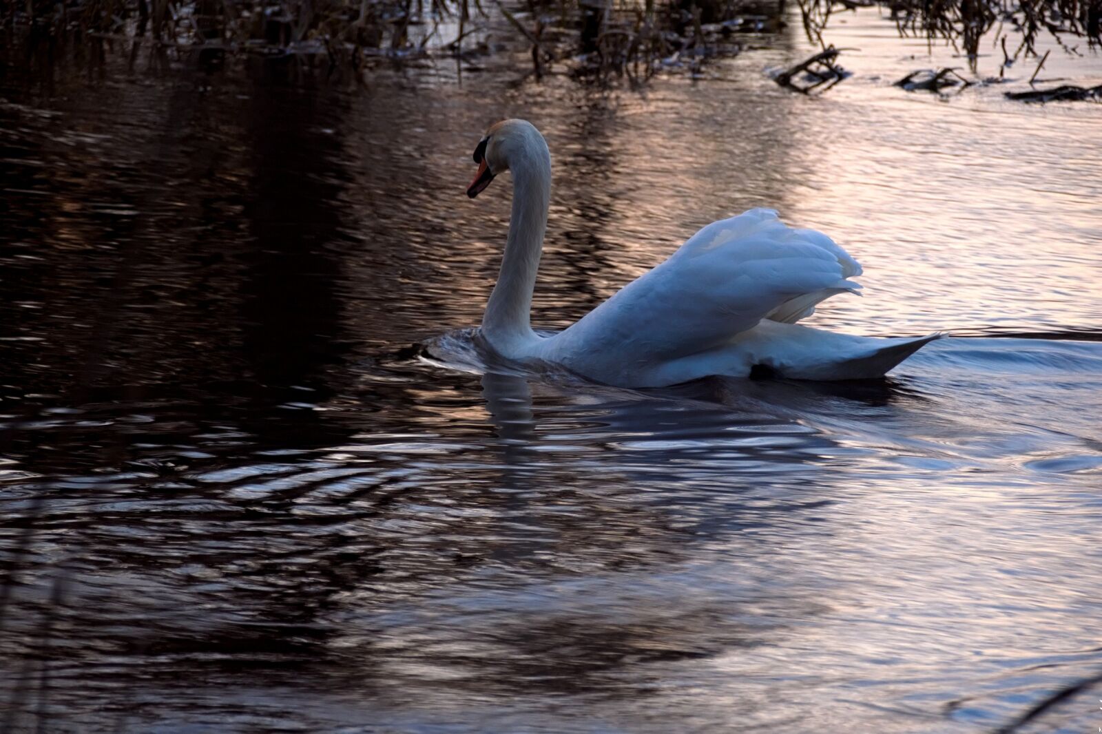 Nikon D3300 sample photo. Swan, water, sunset photography