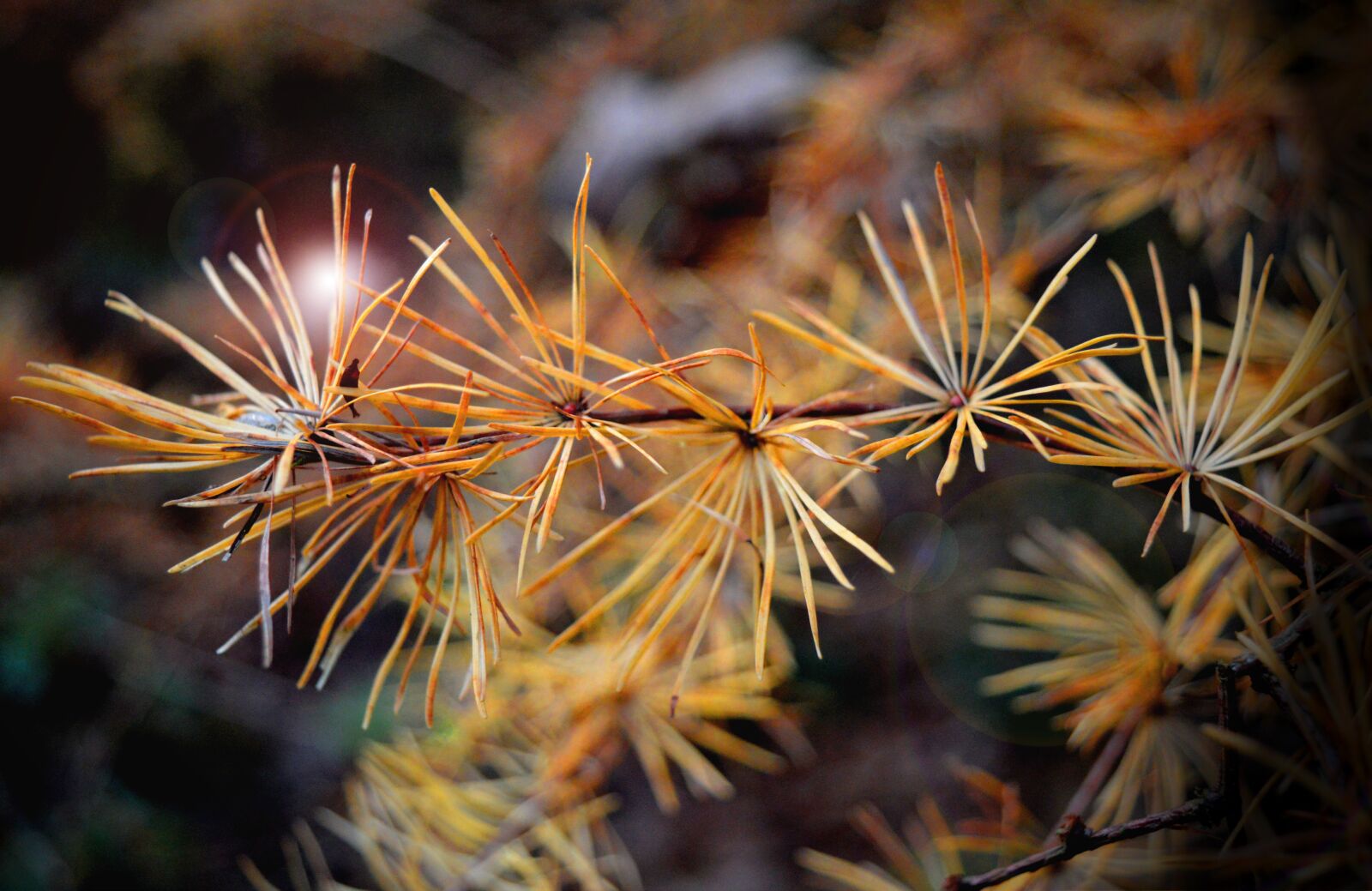 Nikon D3200 sample photo. Larch needles, larch branch photography