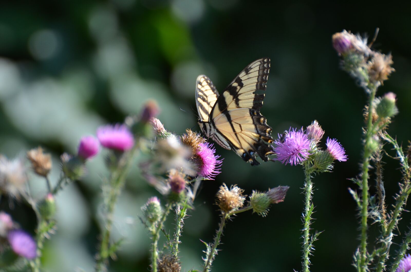 Nikon D5100 sample photo. Butterfly, nature, insect photography