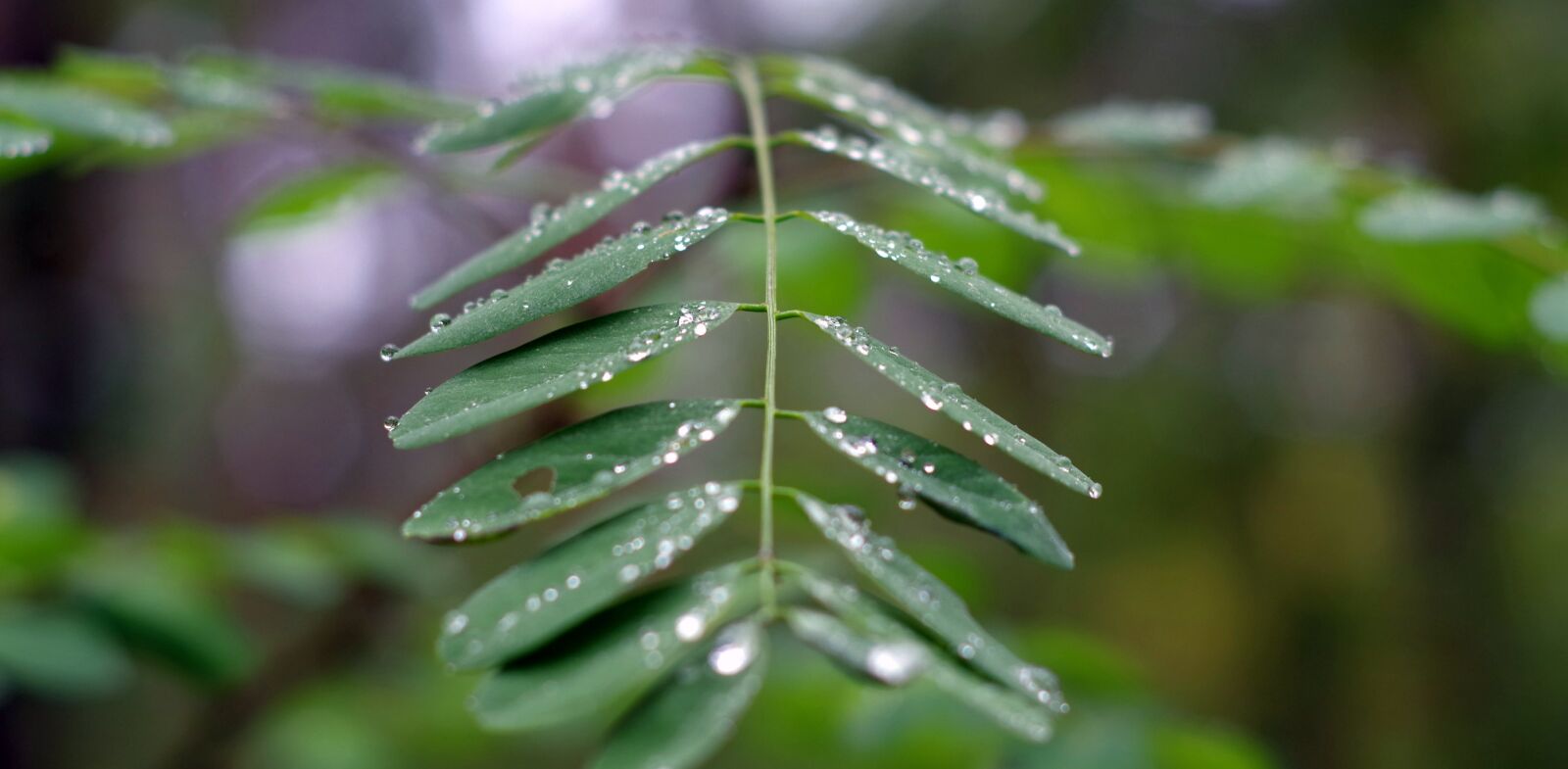 Pentax K-S2 sample photo. Acacia, foliage, rain photography