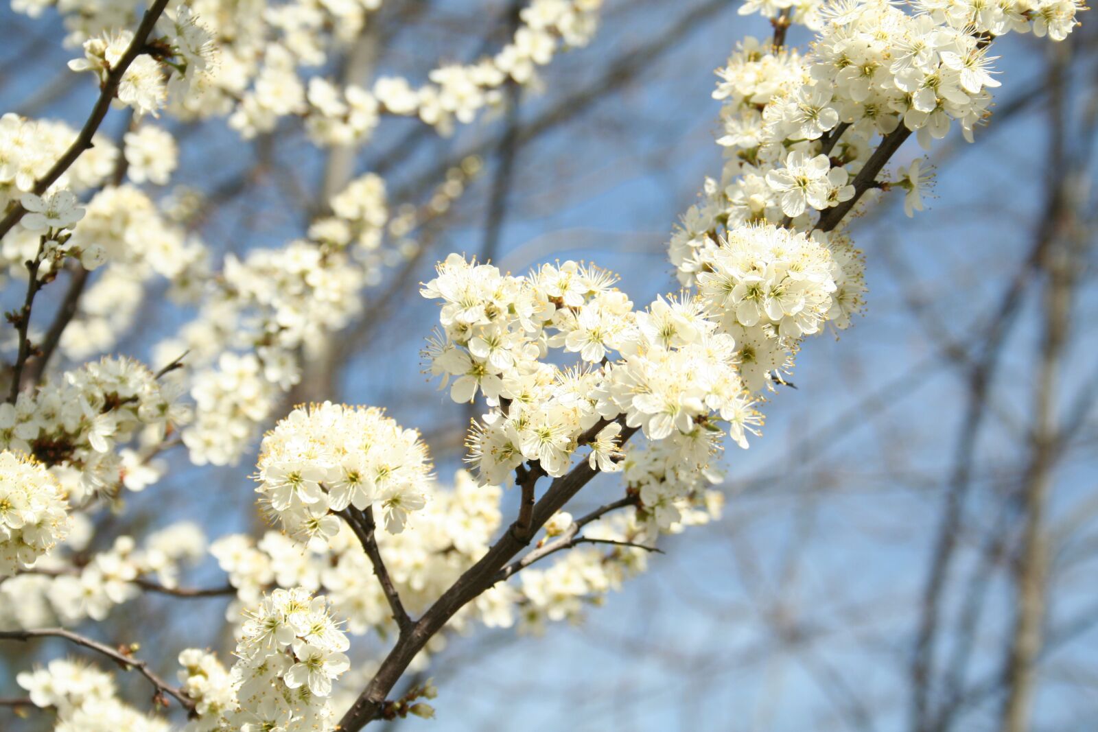 Canon EOS 350D (EOS Digital Rebel XT / EOS Kiss Digital N) sample photo. Flowers, spring, beauty photography