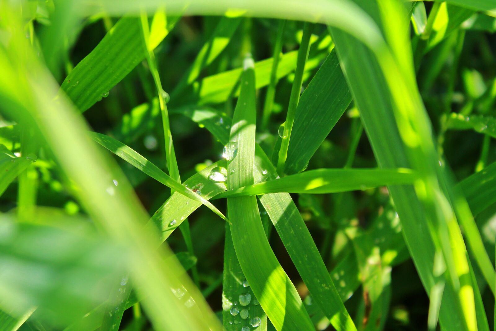 Canon EOS 1200D (EOS Rebel T5 / EOS Kiss X70 / EOS Hi) sample photo. Grass, meadow, rush photography
