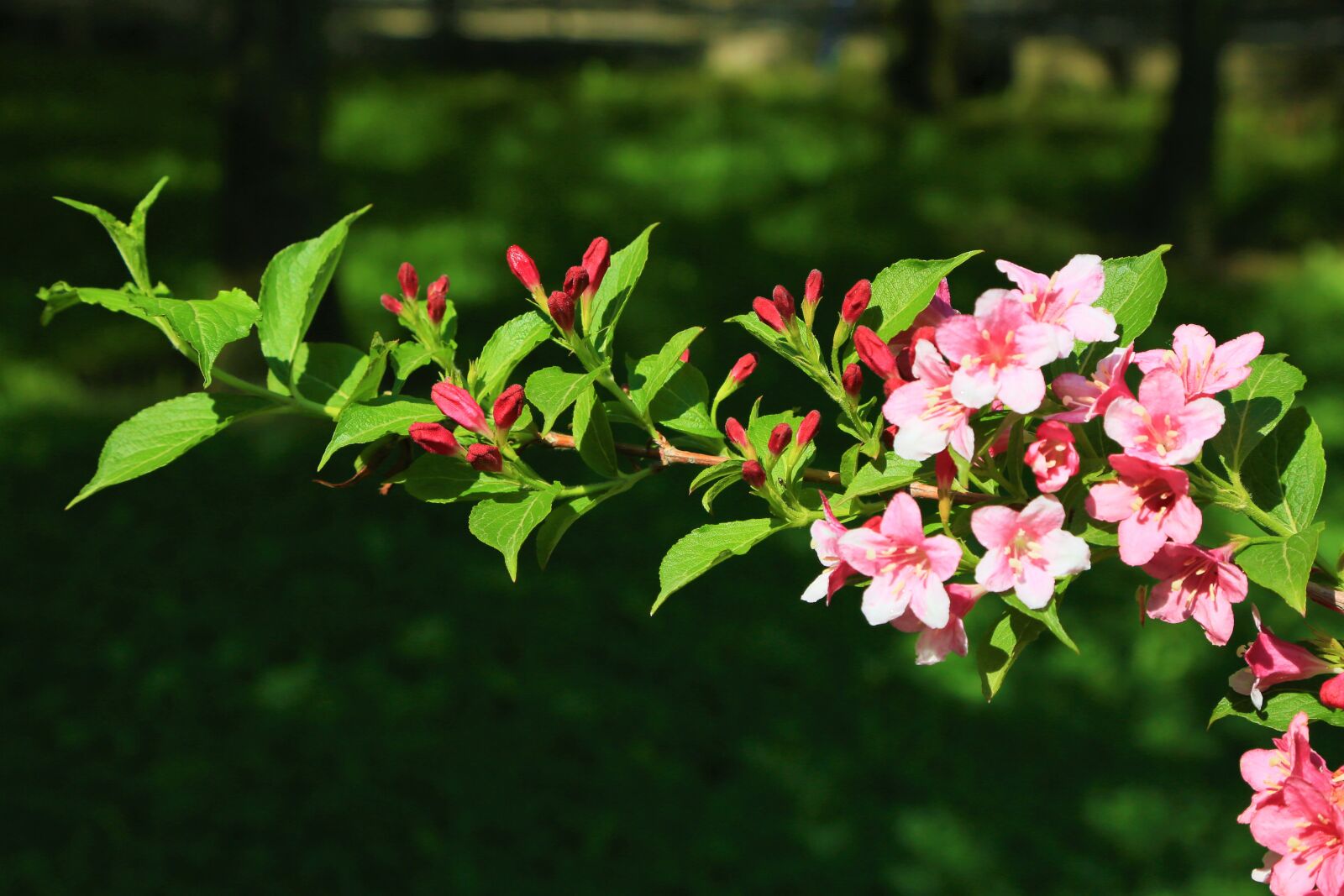 Canon EOS 5D Mark III sample photo. Flower, spring, branch photography