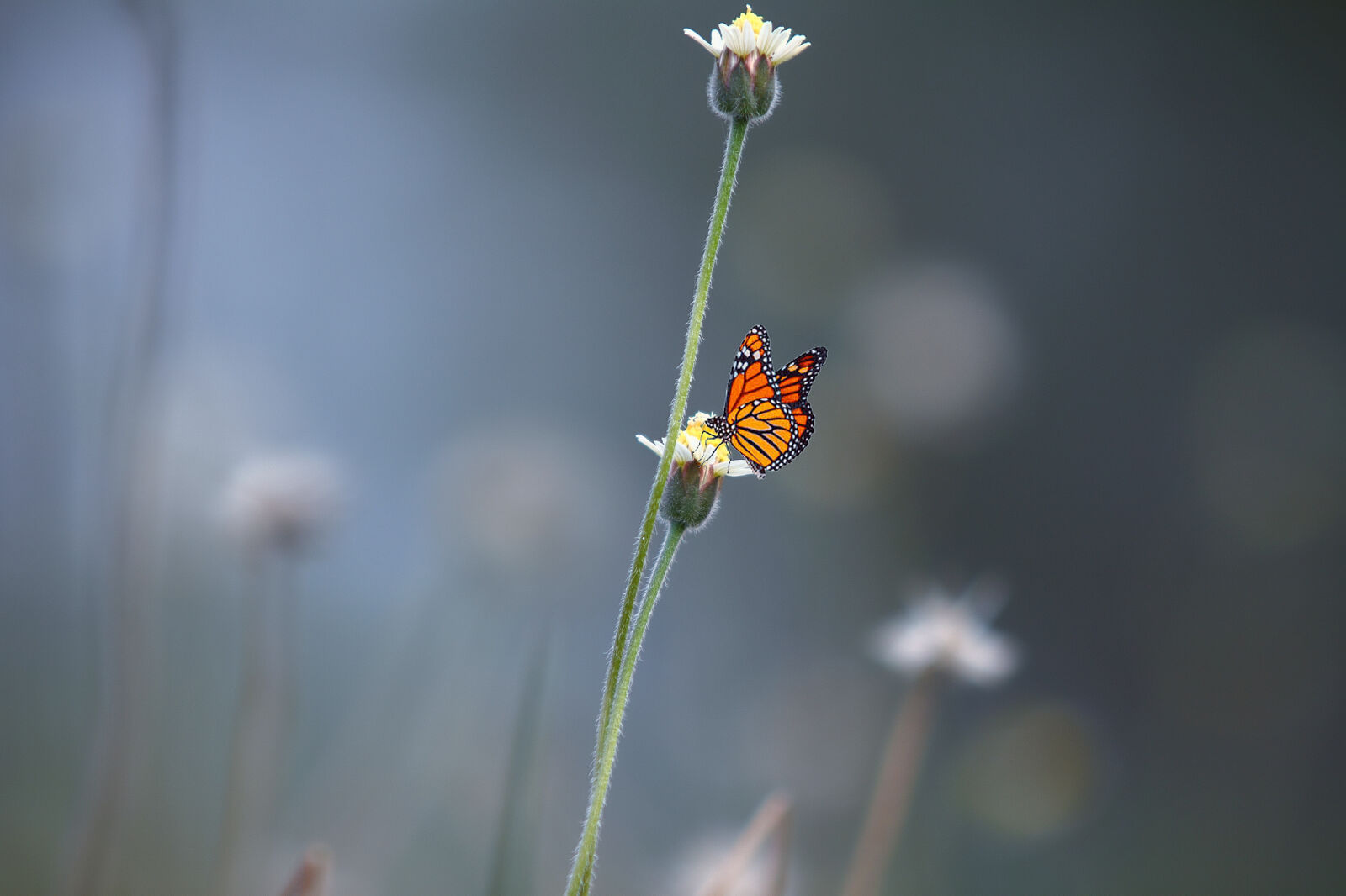 Canon EOS 50D sample photo. Black, and, orange, butterfly photography