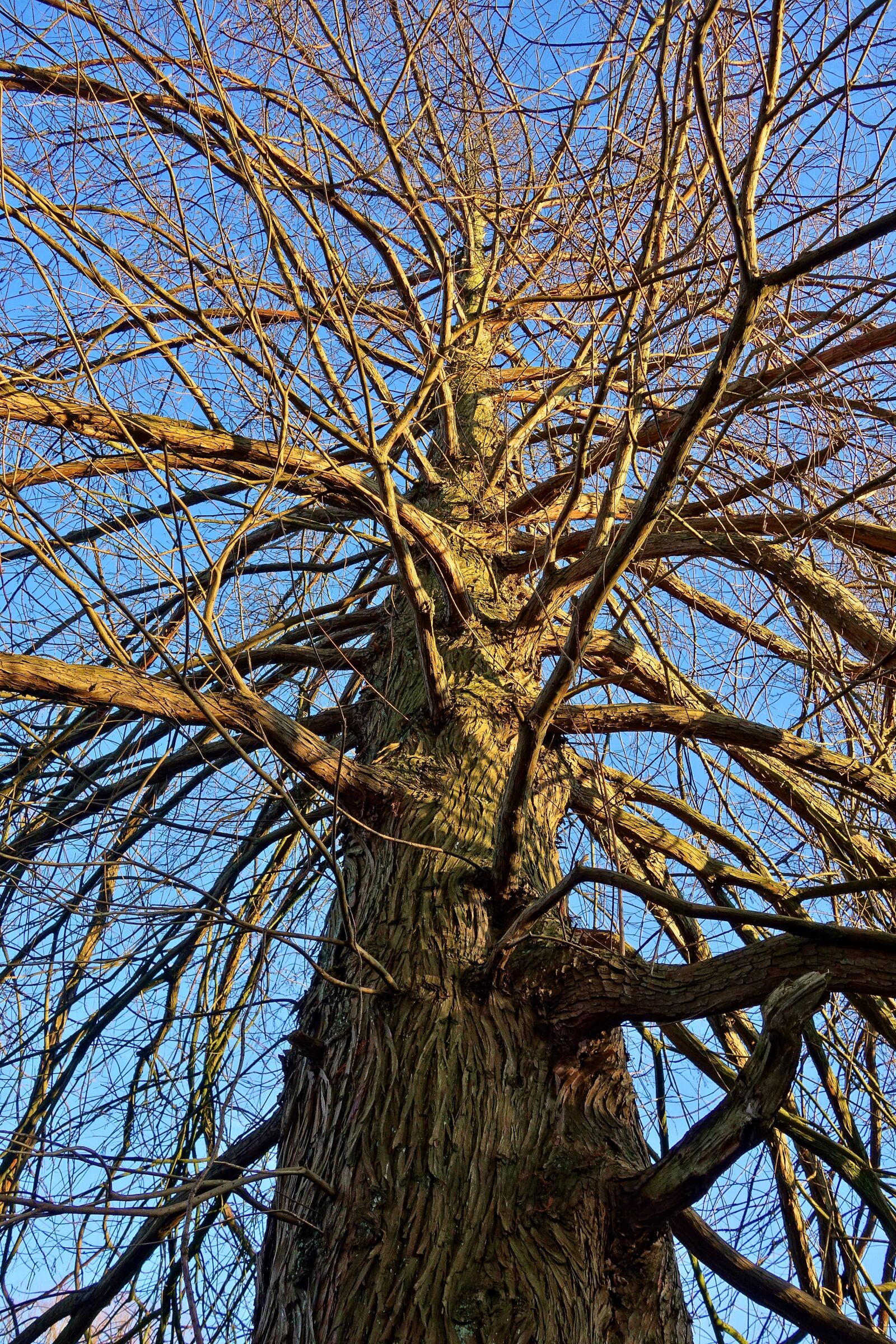 Sony Cyber-shot DSC-RX100 sample photo. Tree, trunk, bark photography