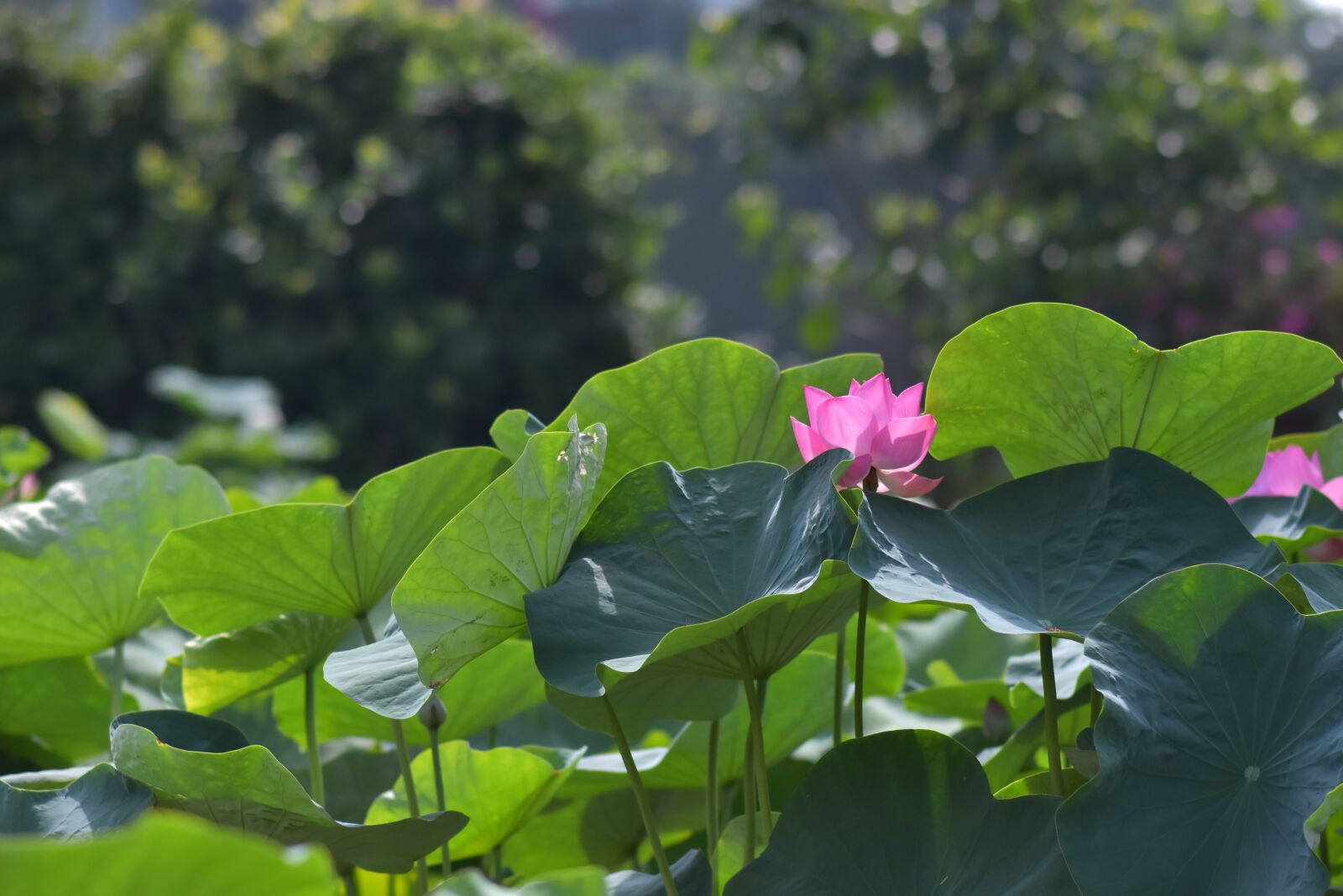 Nikon D7200 sample photo. Flower, lotus plant, lotus photography