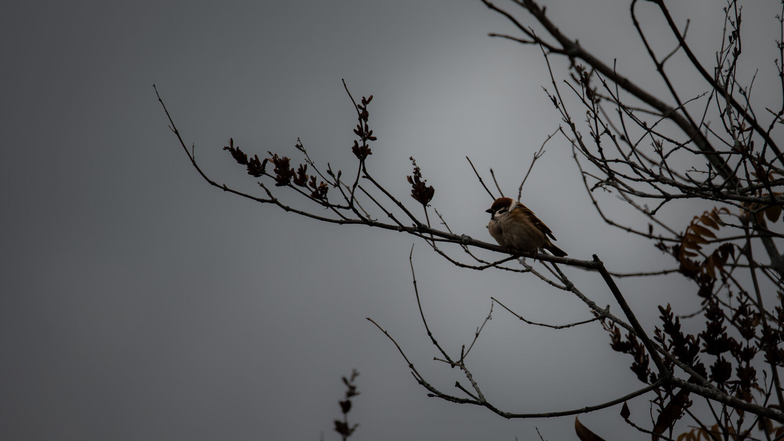 Nikon Z6 II sample photo