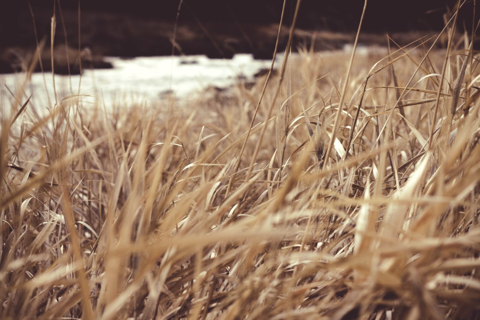 Canon EOS 50D sample photo. River, grass, straw, wheat photography