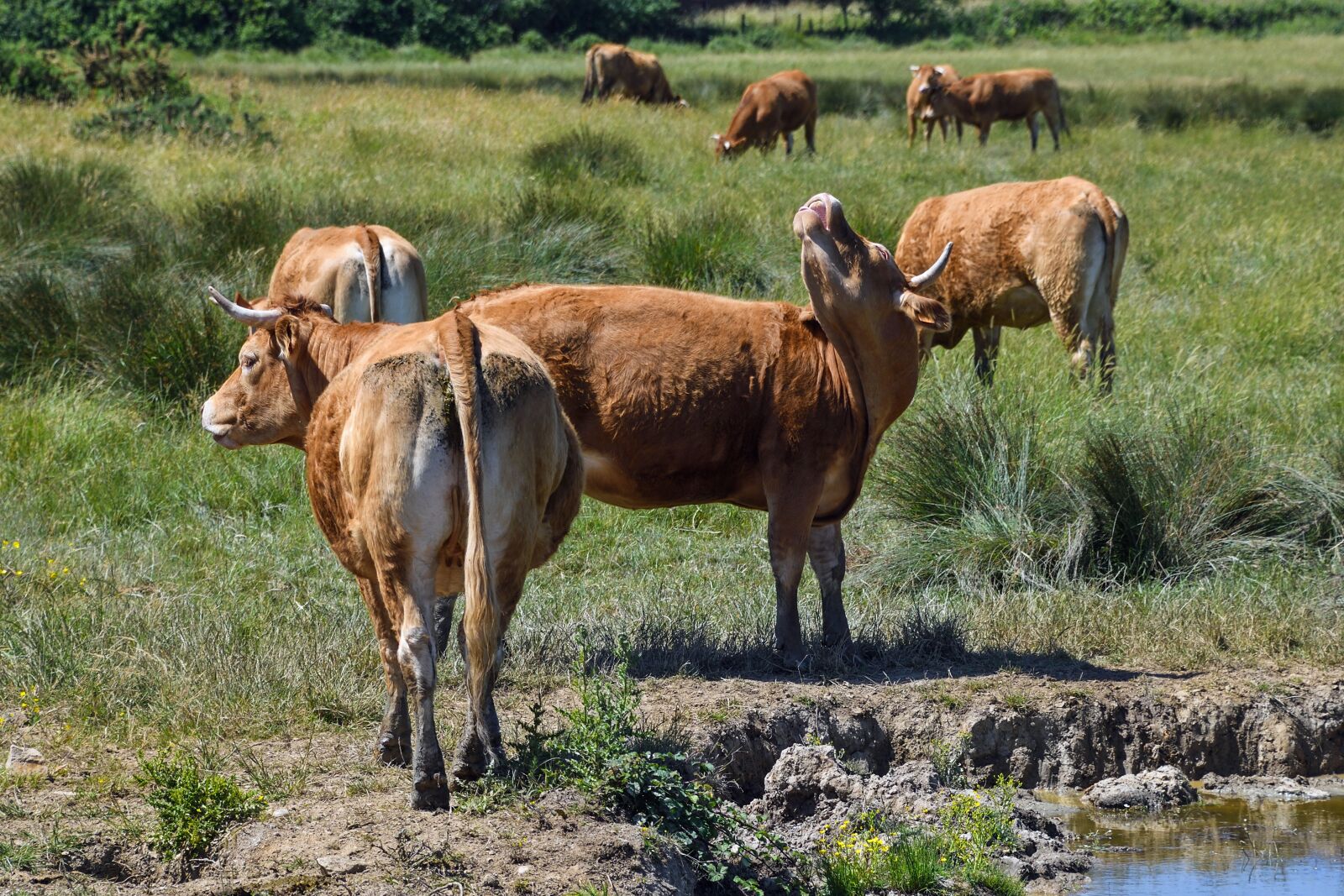 Nikon D500 sample photo. Cow, limousine, rousse photography