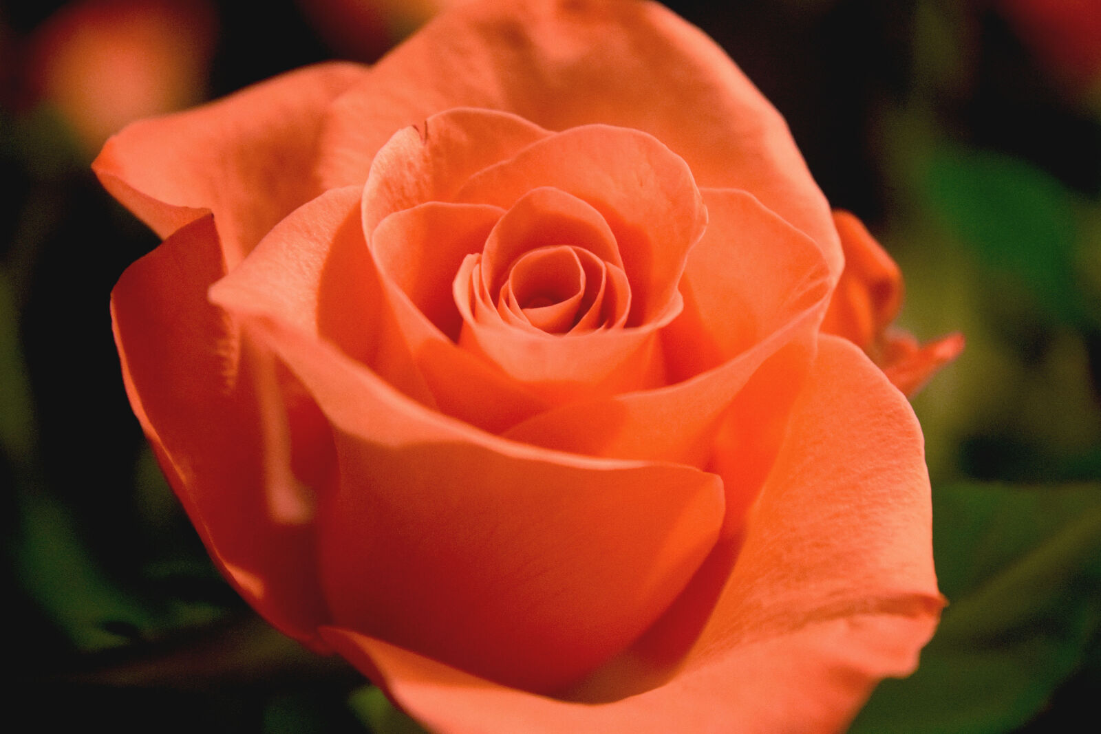 Nikon D3300 sample photo. Flowers, rose, spring photography