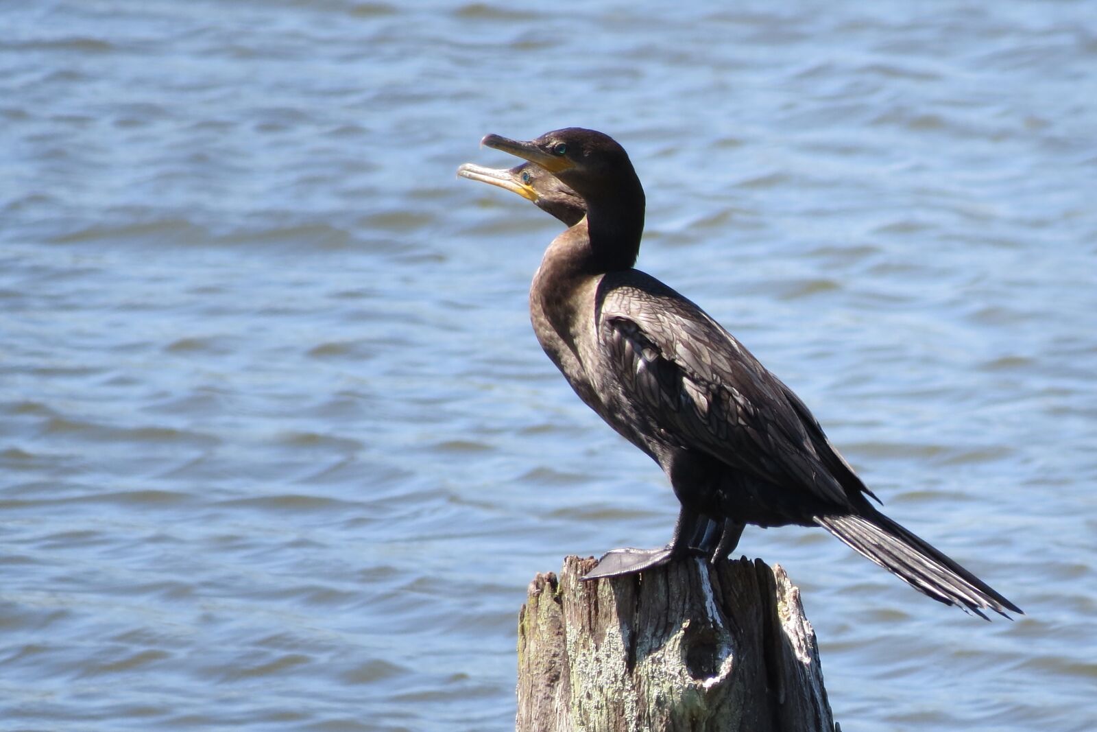 Canon PowerShot SX50 HS sample photo. Duck, bird, lake photography