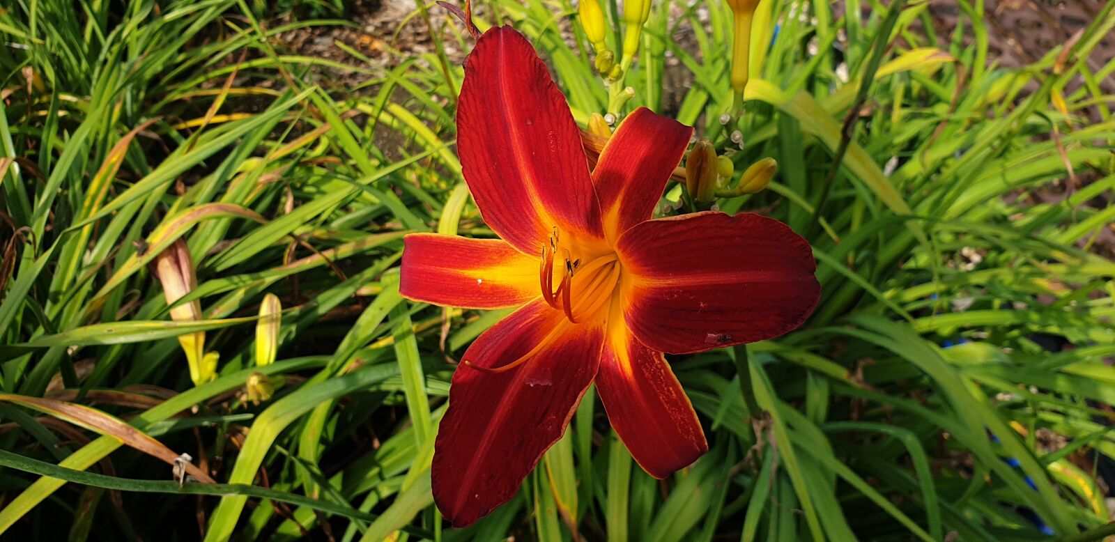 Samsung Galaxy S9 sample photo. Blossom, bloom, red photography