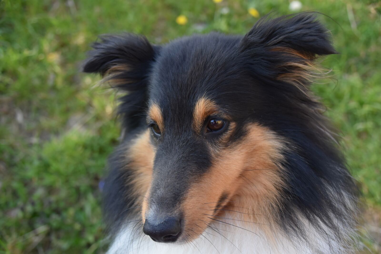 Nikon D5600 sample photo. Dog, dog shetland sheepdog photography