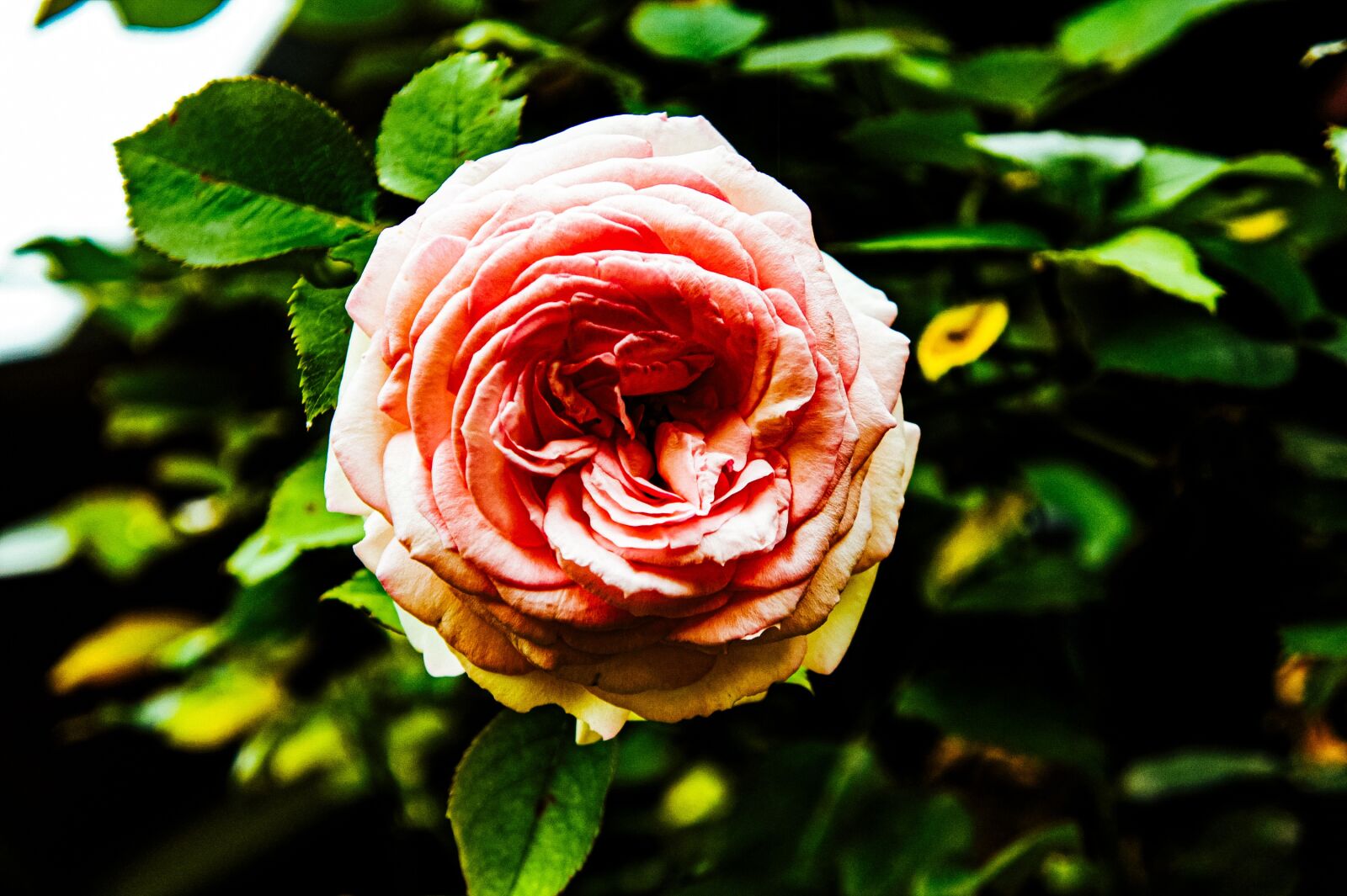 Sony Alpha NEX-3 sample photo. Pink, roses, flowers photography