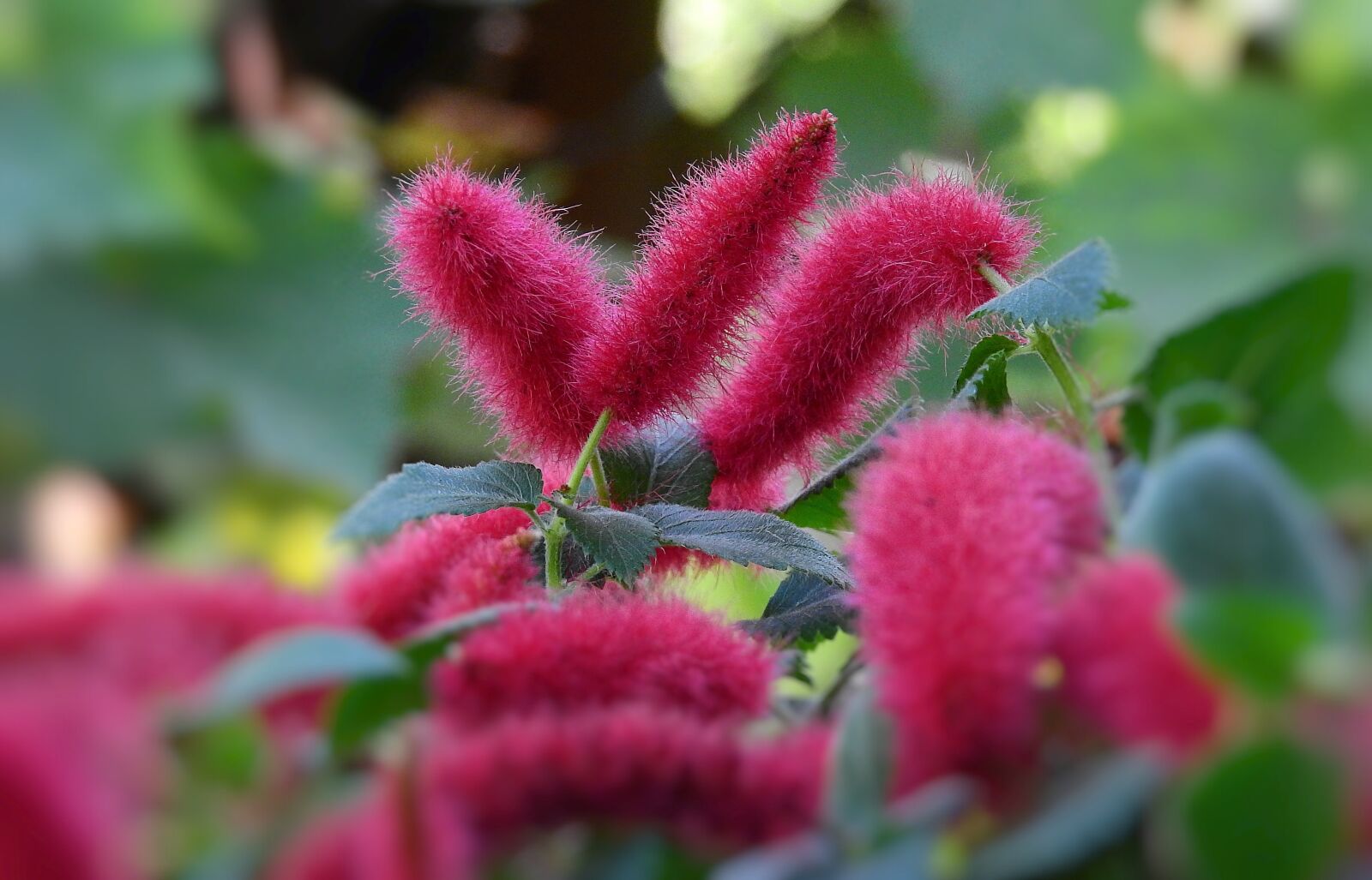 Nikon Coolpix P900 sample photo. Flowers, red, summer photography