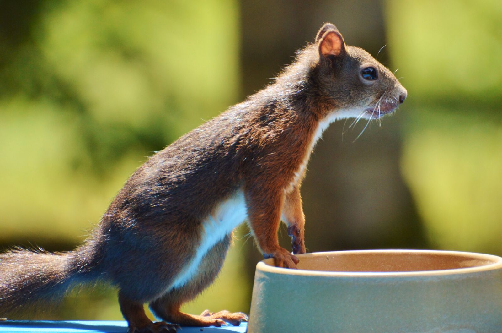 Nikon D3200 sample photo. Squirrel, nager, rodent photography